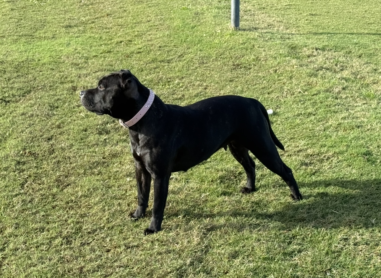Purebred English Staffy (Staffordshire Bull Terrier) Puppies – Ready Now — photo 16