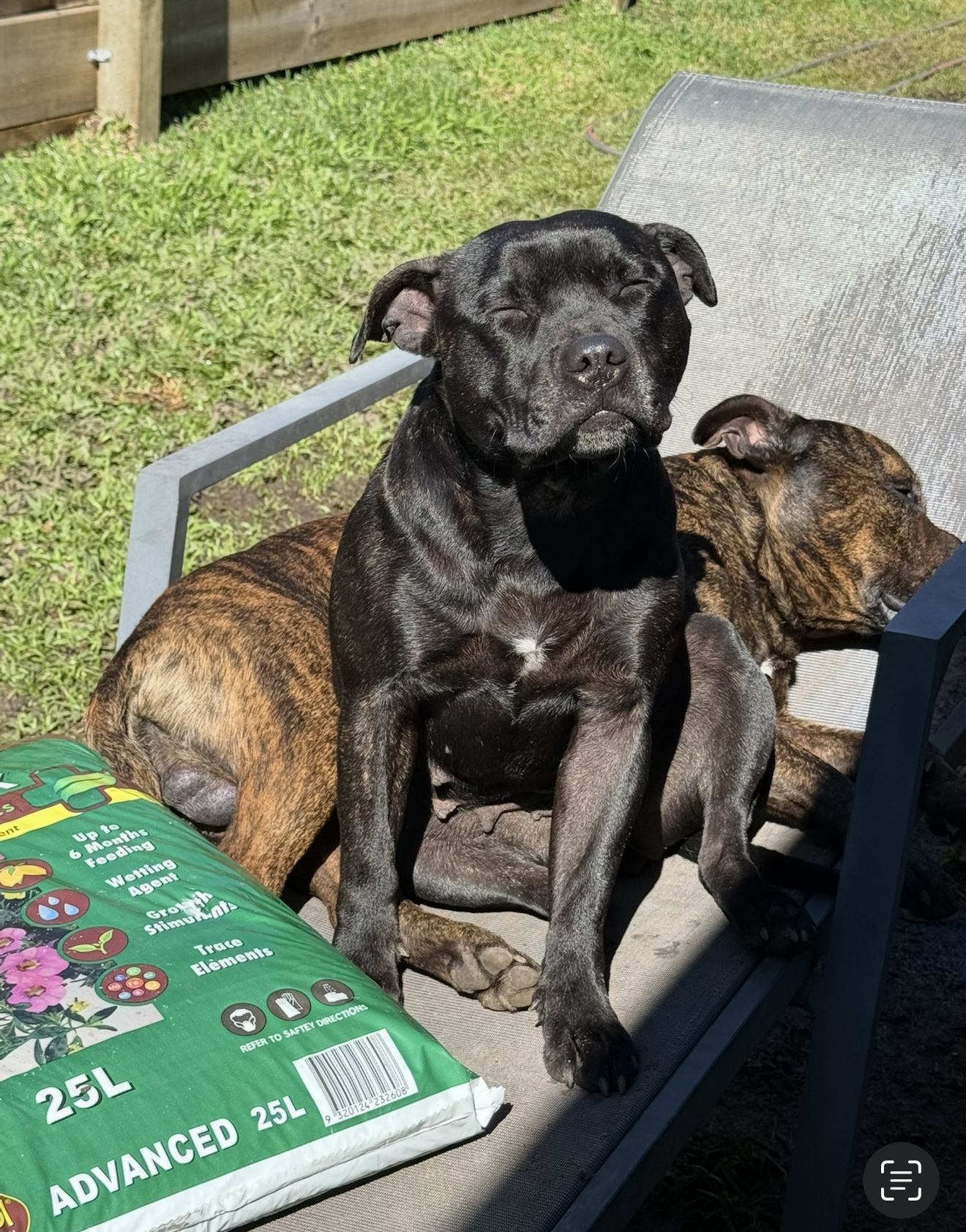 Purebred English Staffy (Staffordshire Bull Terrier) Puppies – Ready Now — photo 20