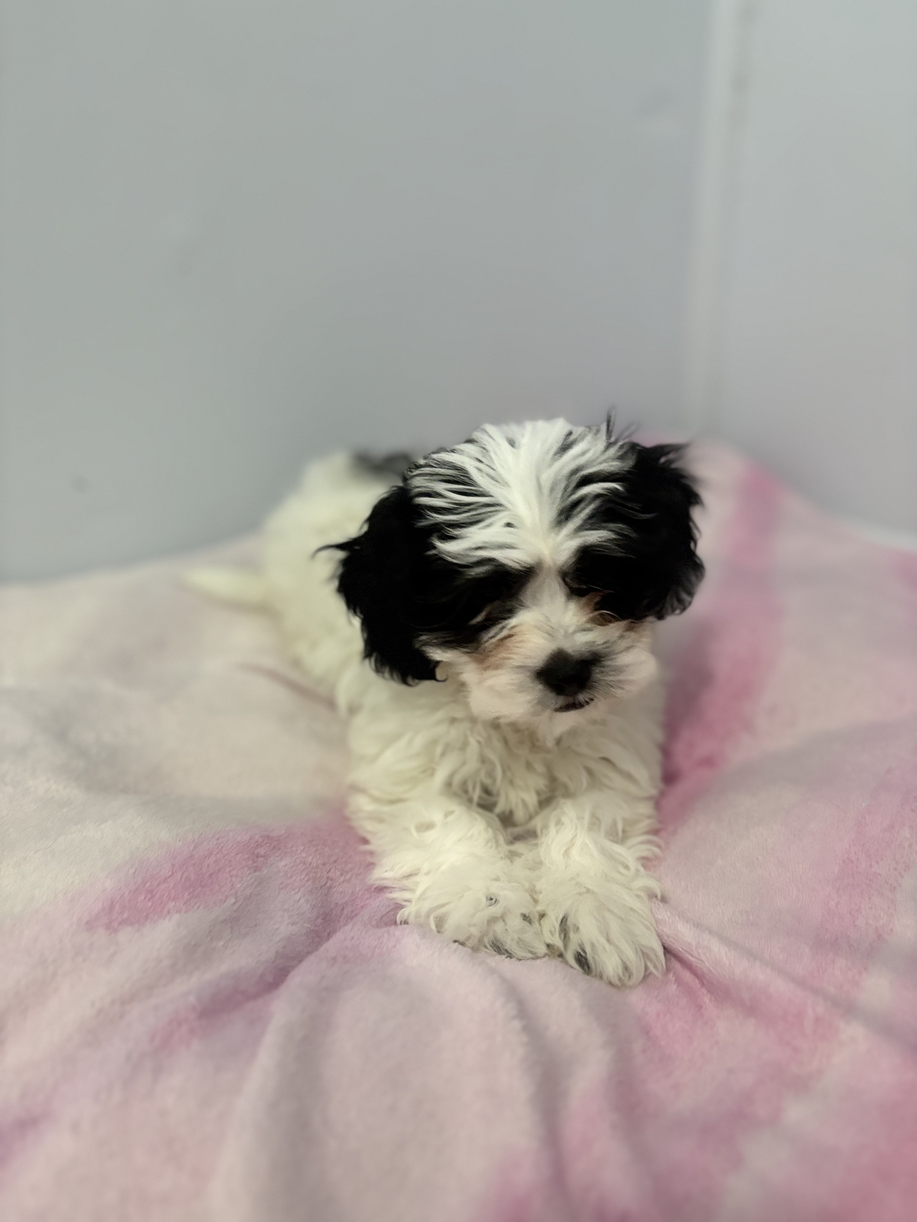 Maltese Shih Tzu x Cavoodle Puppies