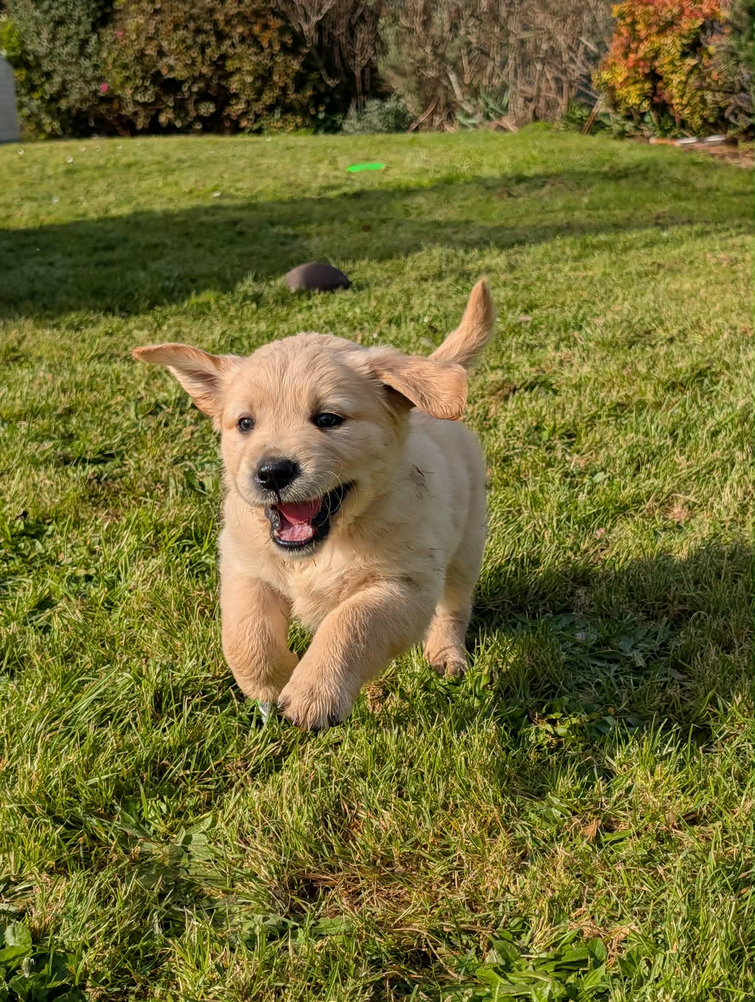 Golden Retriever puppies — photo 1