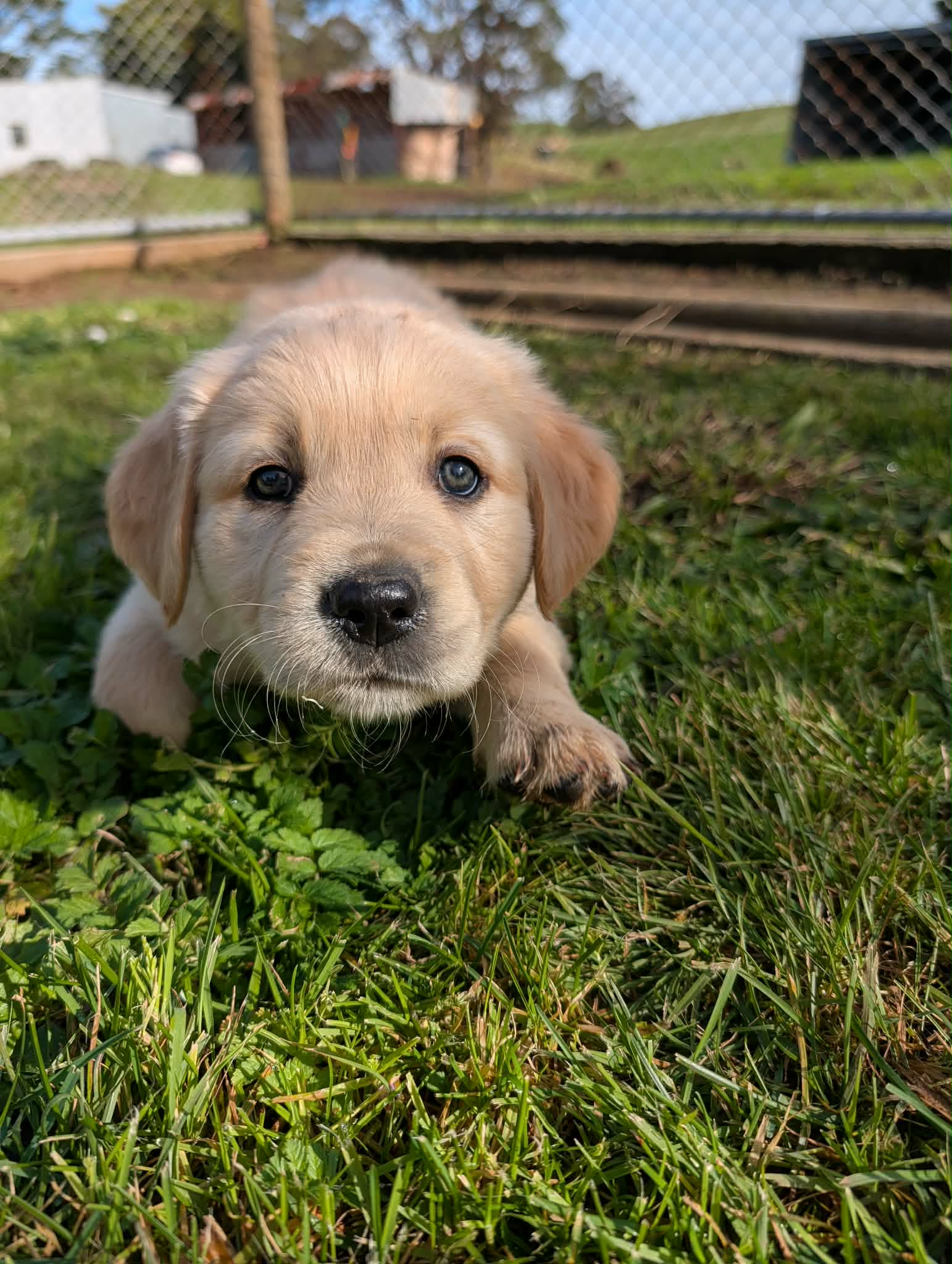 Golden Retriever puppies — photo 2
