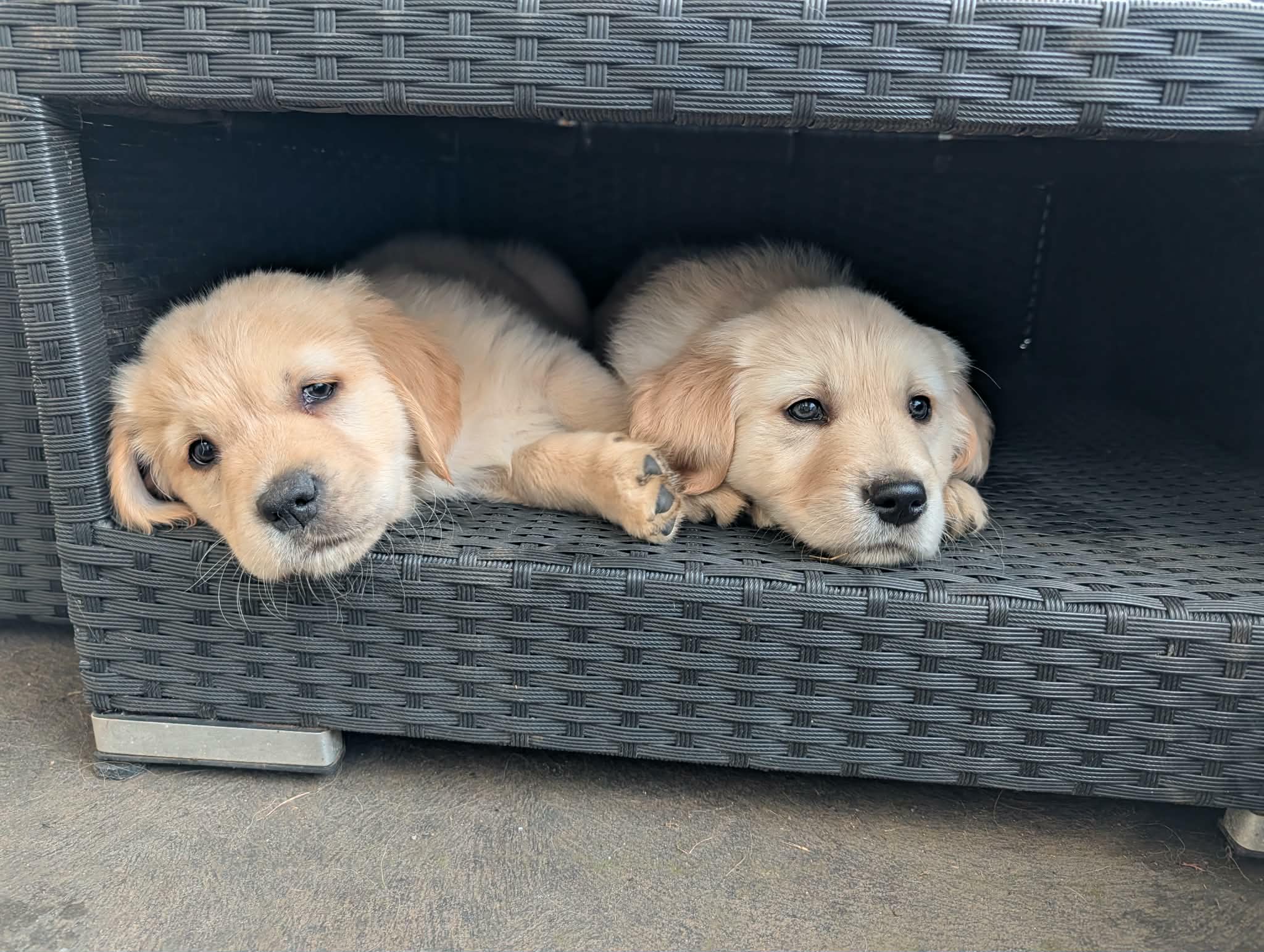 Golden Retriever puppies — photo 3
