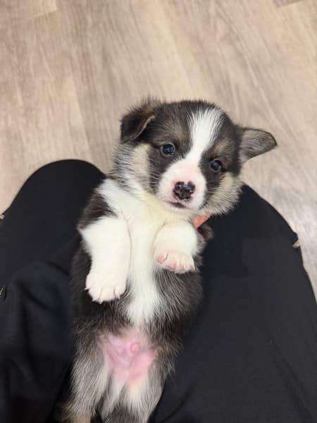 Corgi Puppies (Pembroke Welsh) – Expressions of Interest — photo 1
