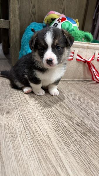 Corgi Puppies (Pembroke Welsh) – Expressions of Interest — photo 3