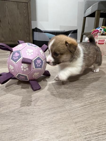 Corgi Puppies (Pembroke Welsh) – Expressions of Interest — photo 2