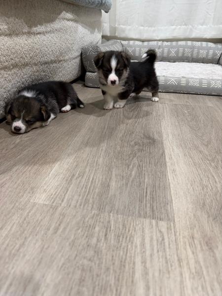Corgi Puppies (Pembroke Welsh) – Expressions of Interest — photo 4