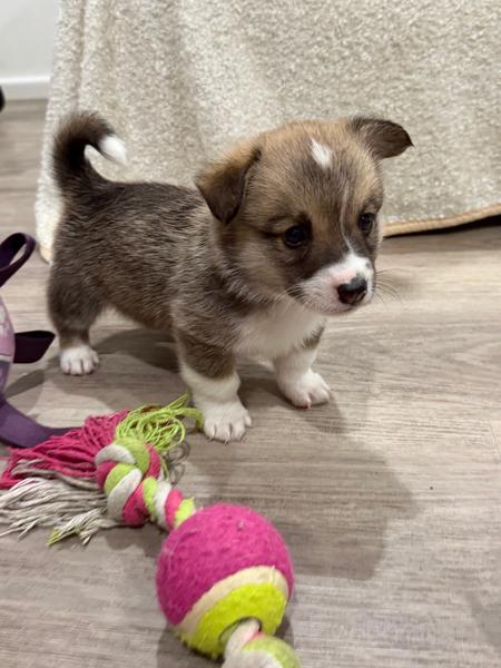 Corgi Puppies (Pembroke Welsh) – Expressions of Interest — photo 5