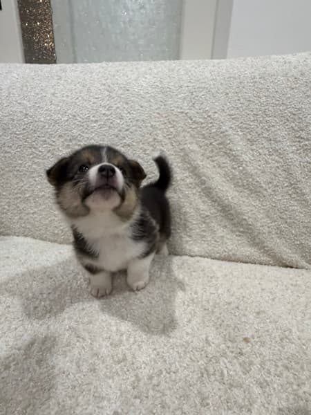 Corgi Puppies (Pembroke Welsh) – Expressions of Interest — photo 6