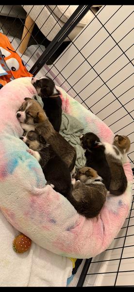 Corgi Puppies (Pembroke Welsh) – Expressions of Interest — photo 7