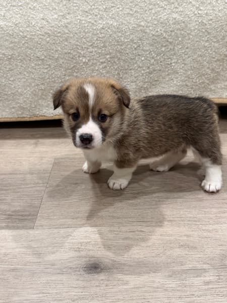 Corgi Puppies (Pembroke Welsh) – Expressions of Interest — photo 8