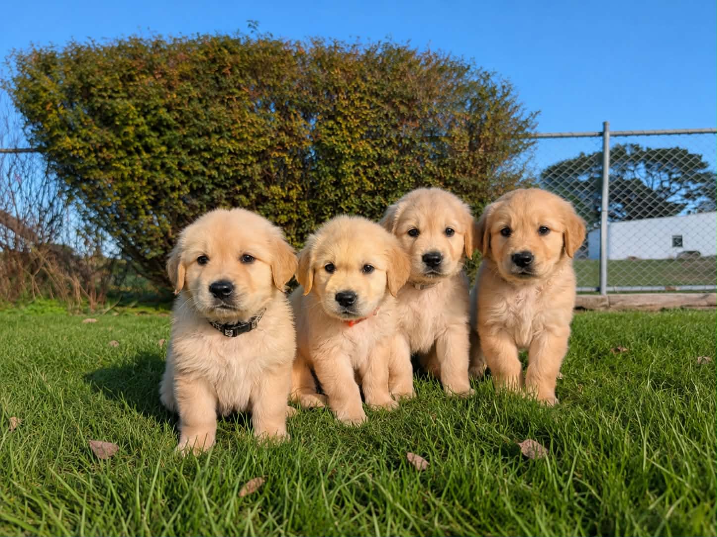Golden Retriever puppies — photo 4