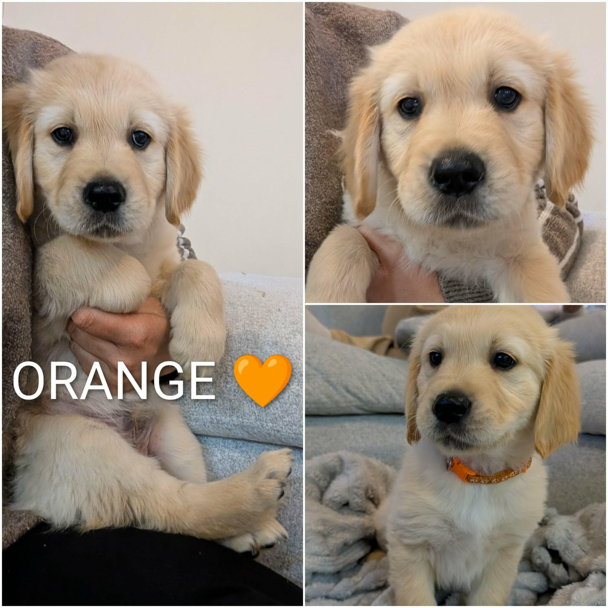 Golden Retriever puppies — photo 5