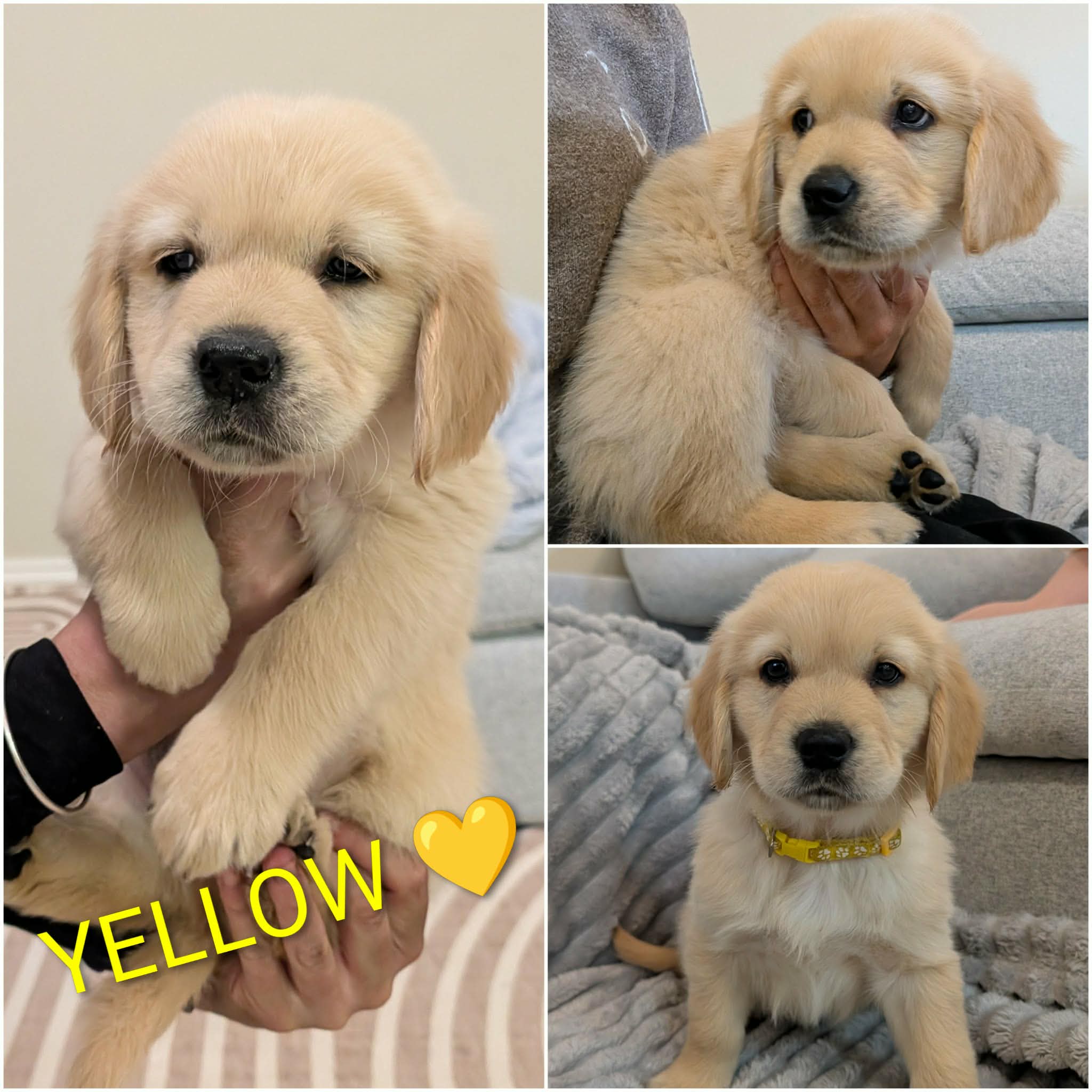 Golden Retriever puppies — photo 9