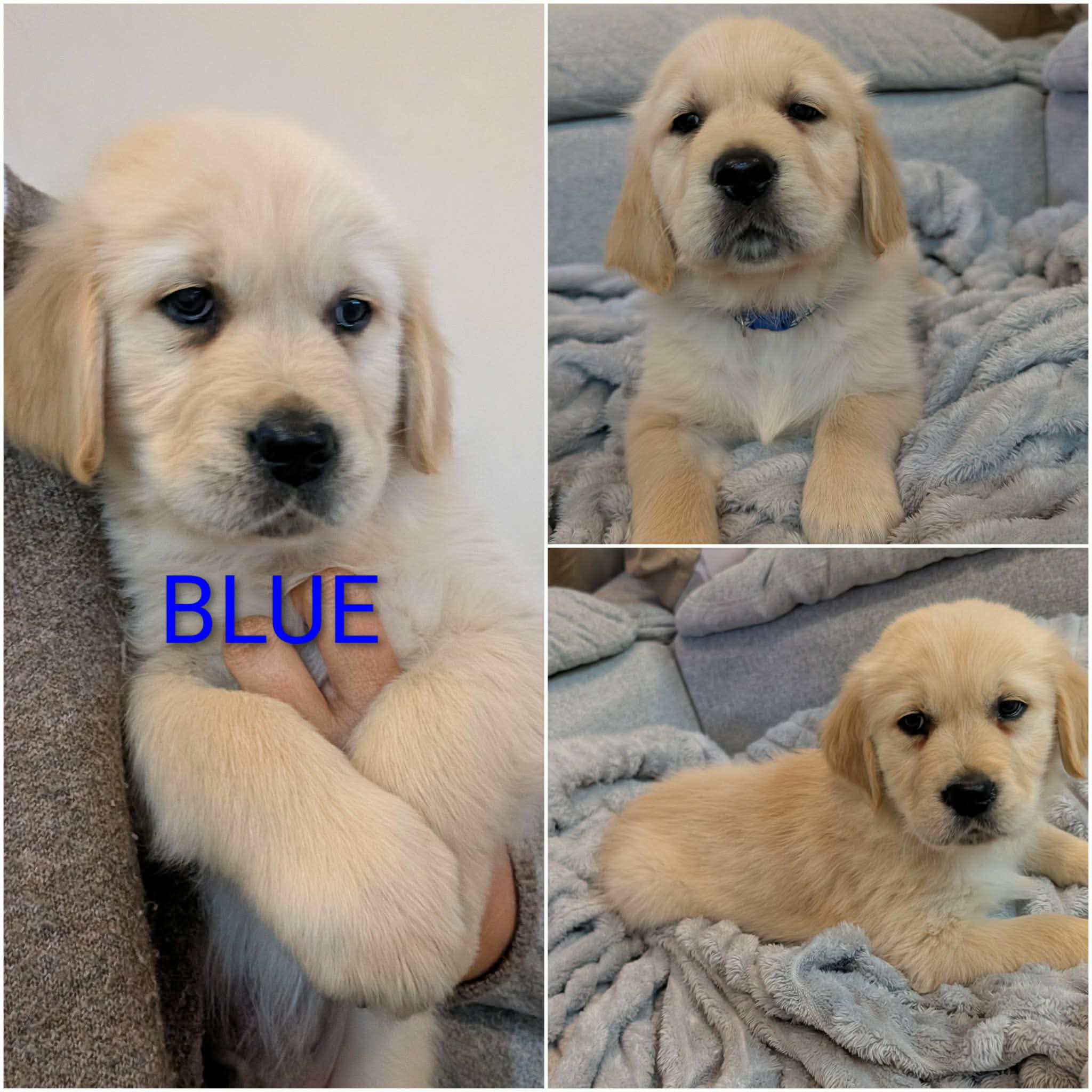Golden Retriever puppies — photo 7