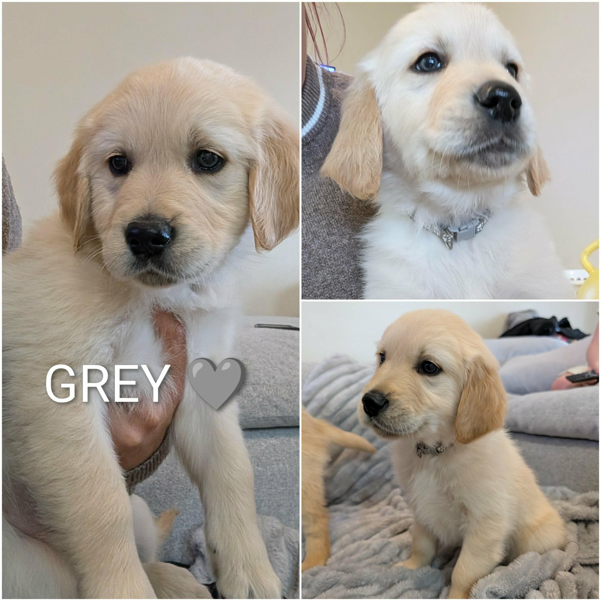 Golden Retriever puppies — photo 8