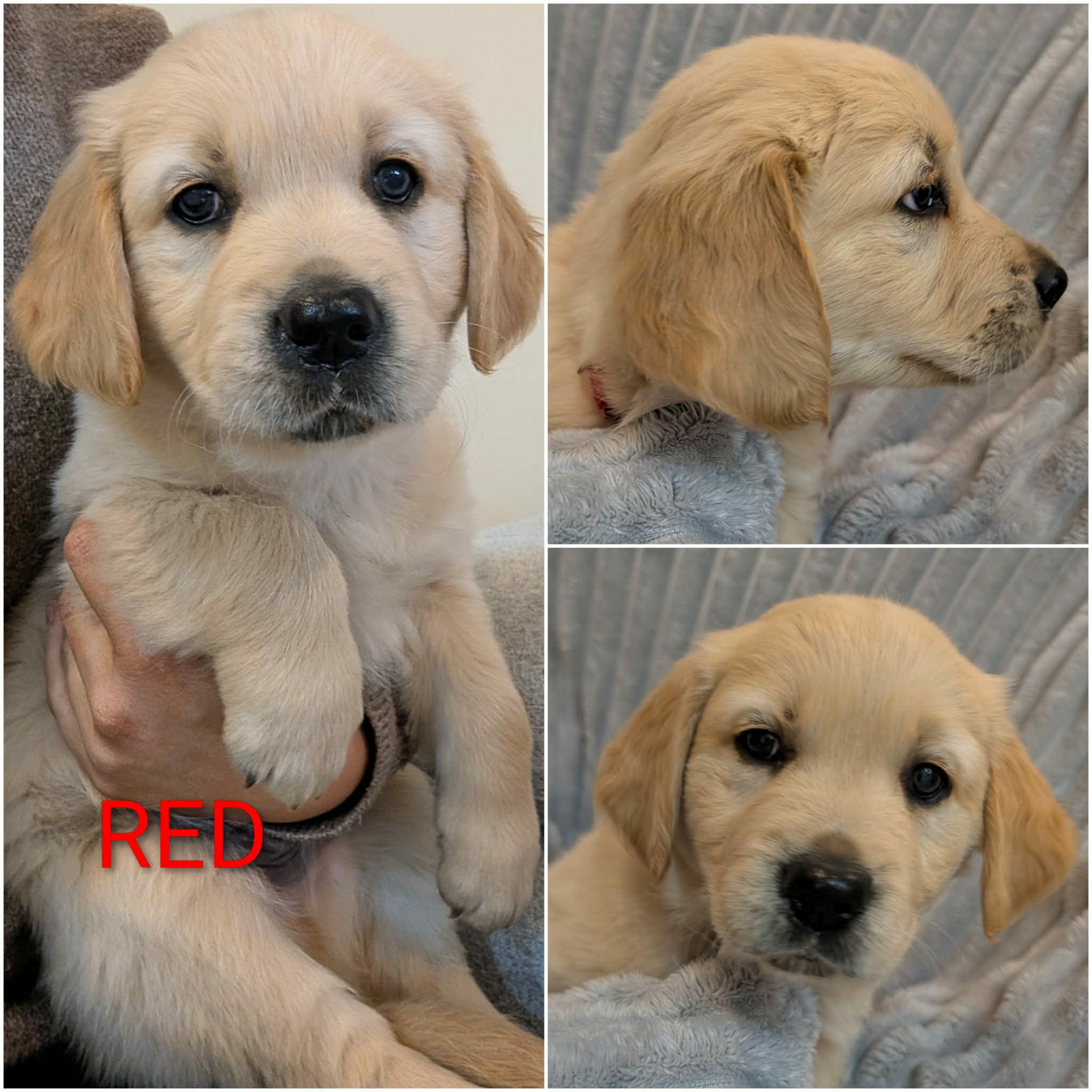 Golden Retriever puppies — photo 10