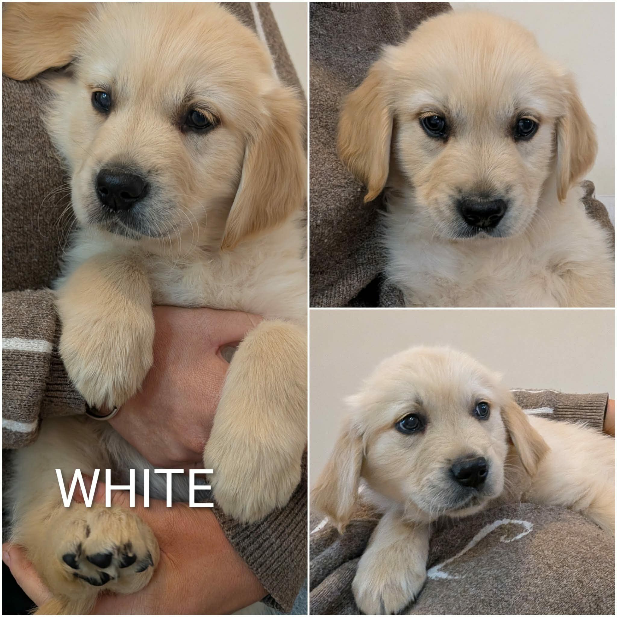 Golden Retriever puppies — photo 6
