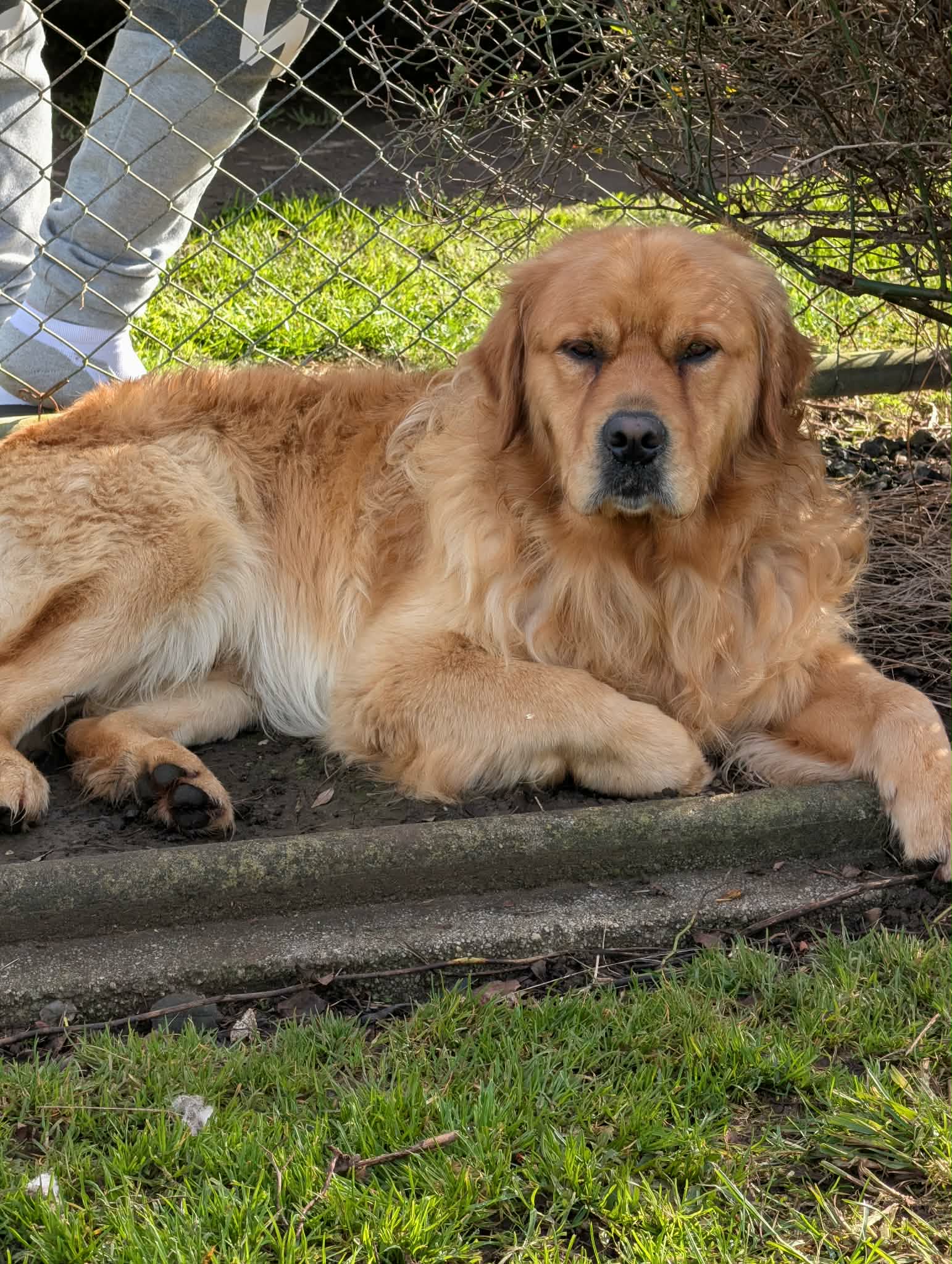 Golden Retriever puppies — photo 12