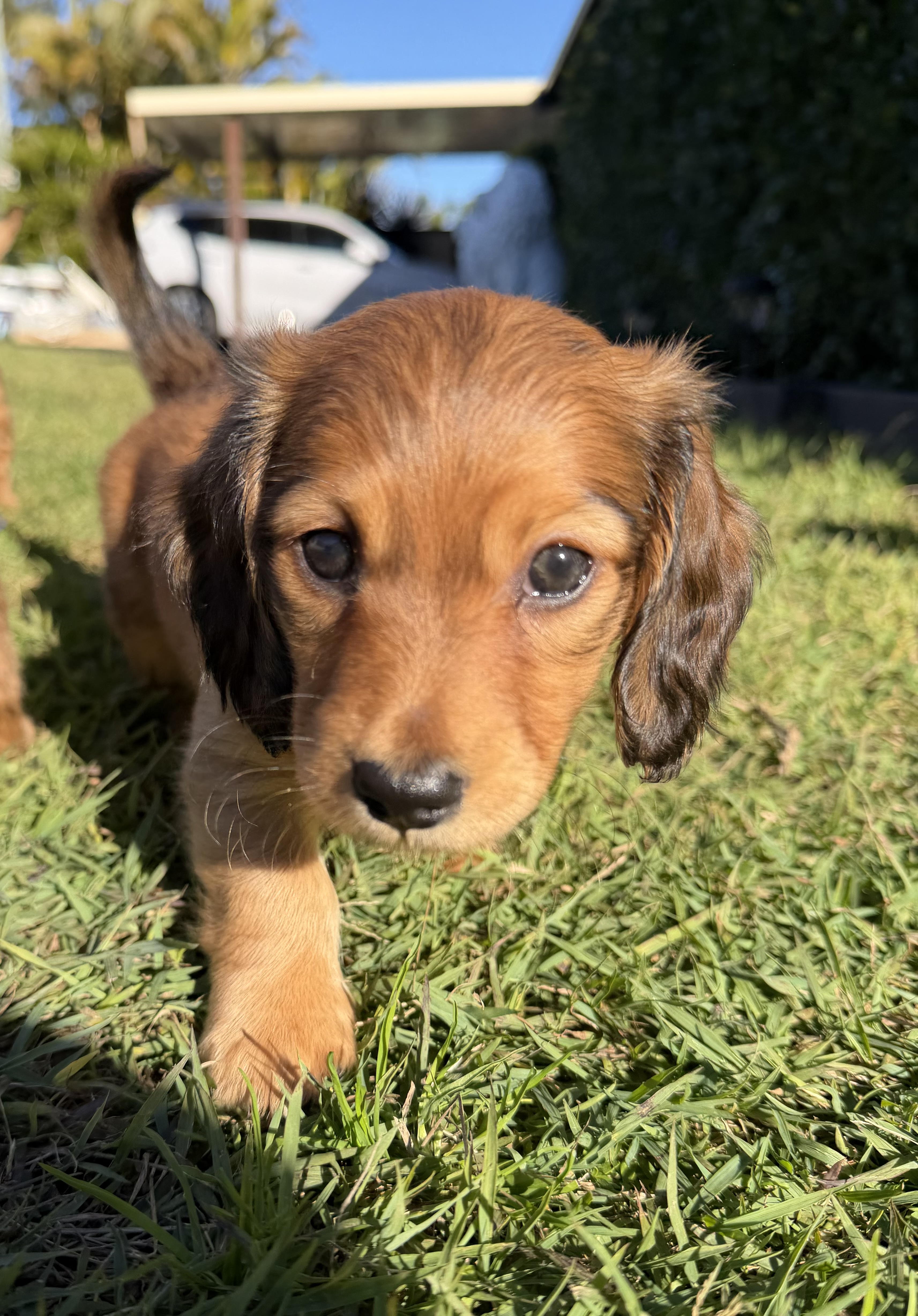 Longhaired Miniature Dachshunds