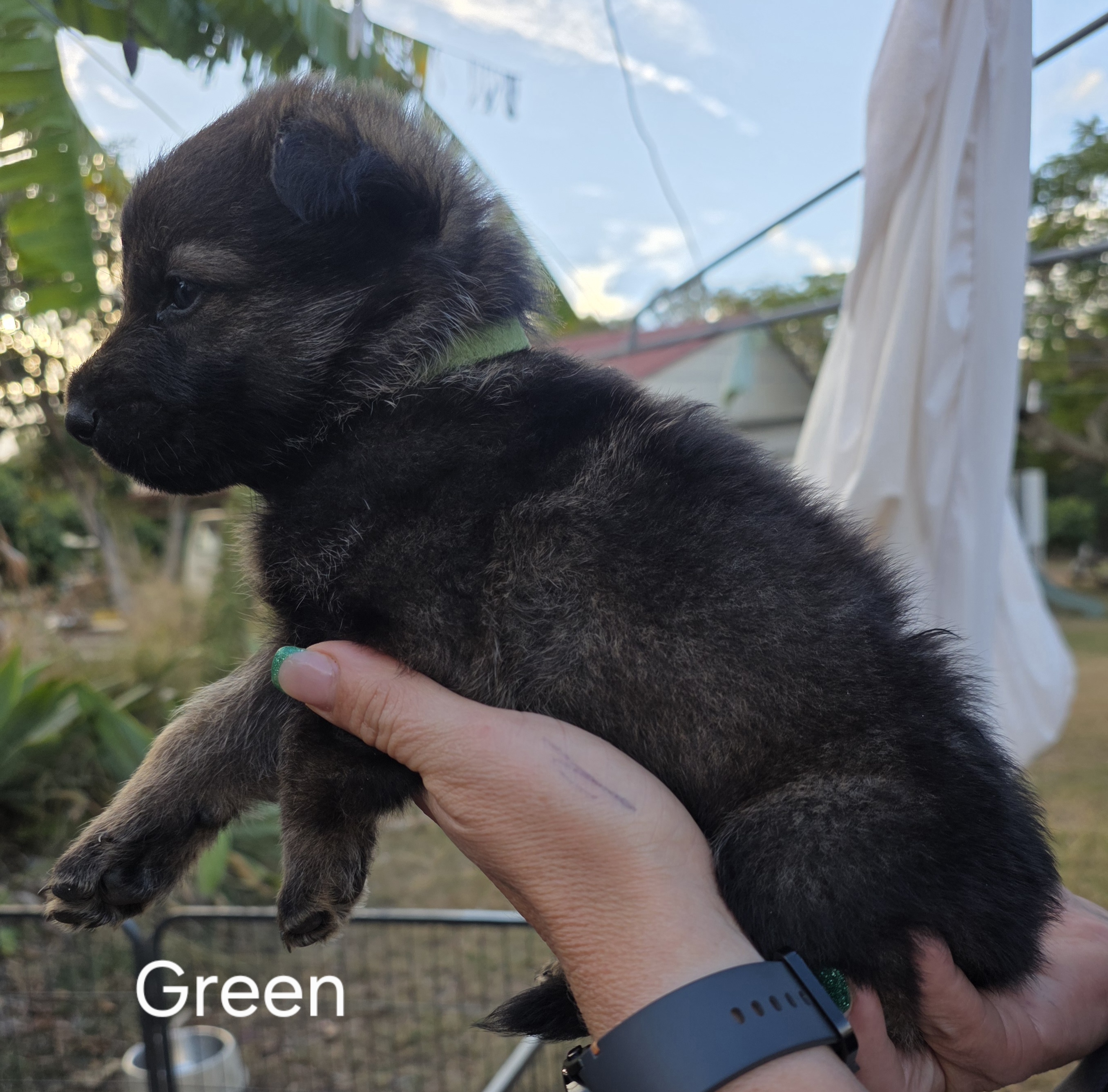 German Shepherd Puppies — photo 4