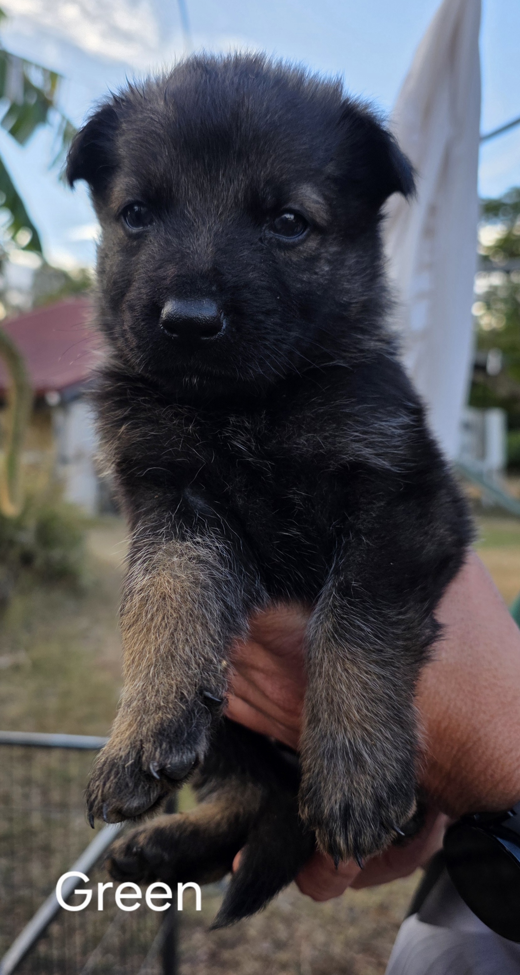 German Shepherd Puppies — photo 6