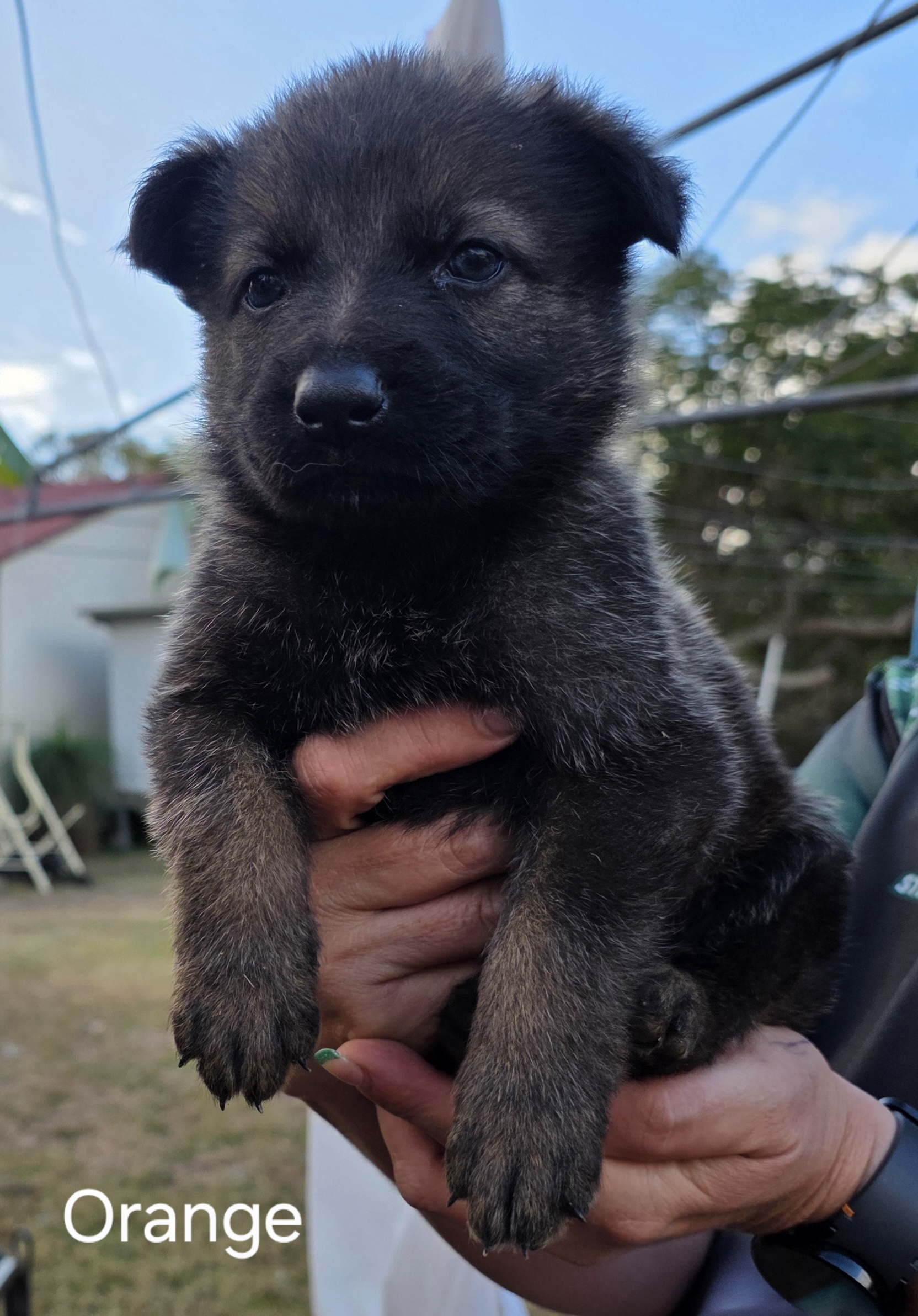 German Shepherd Puppies — photo 1
