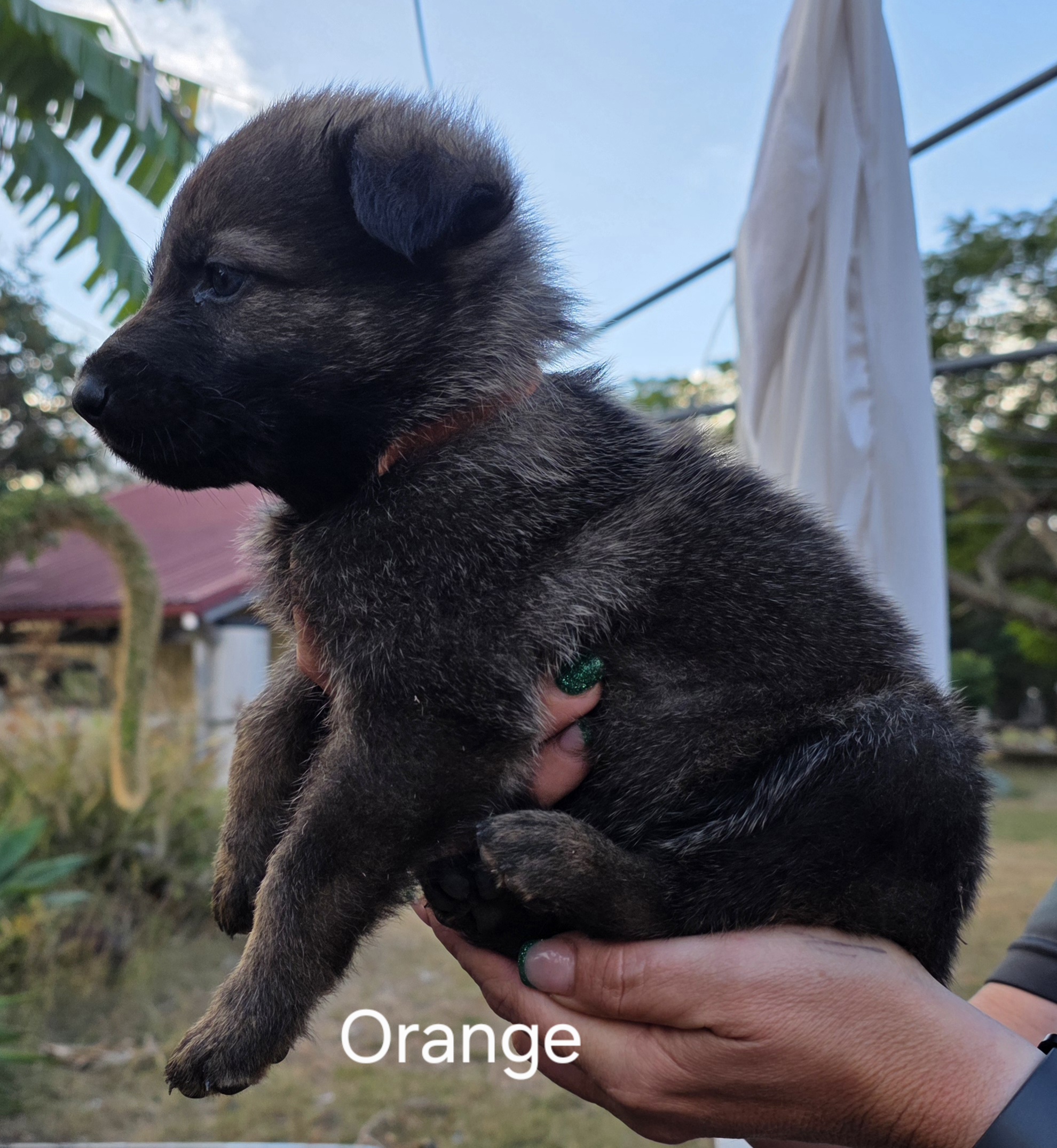 German Shepherd Puppies — photo 2