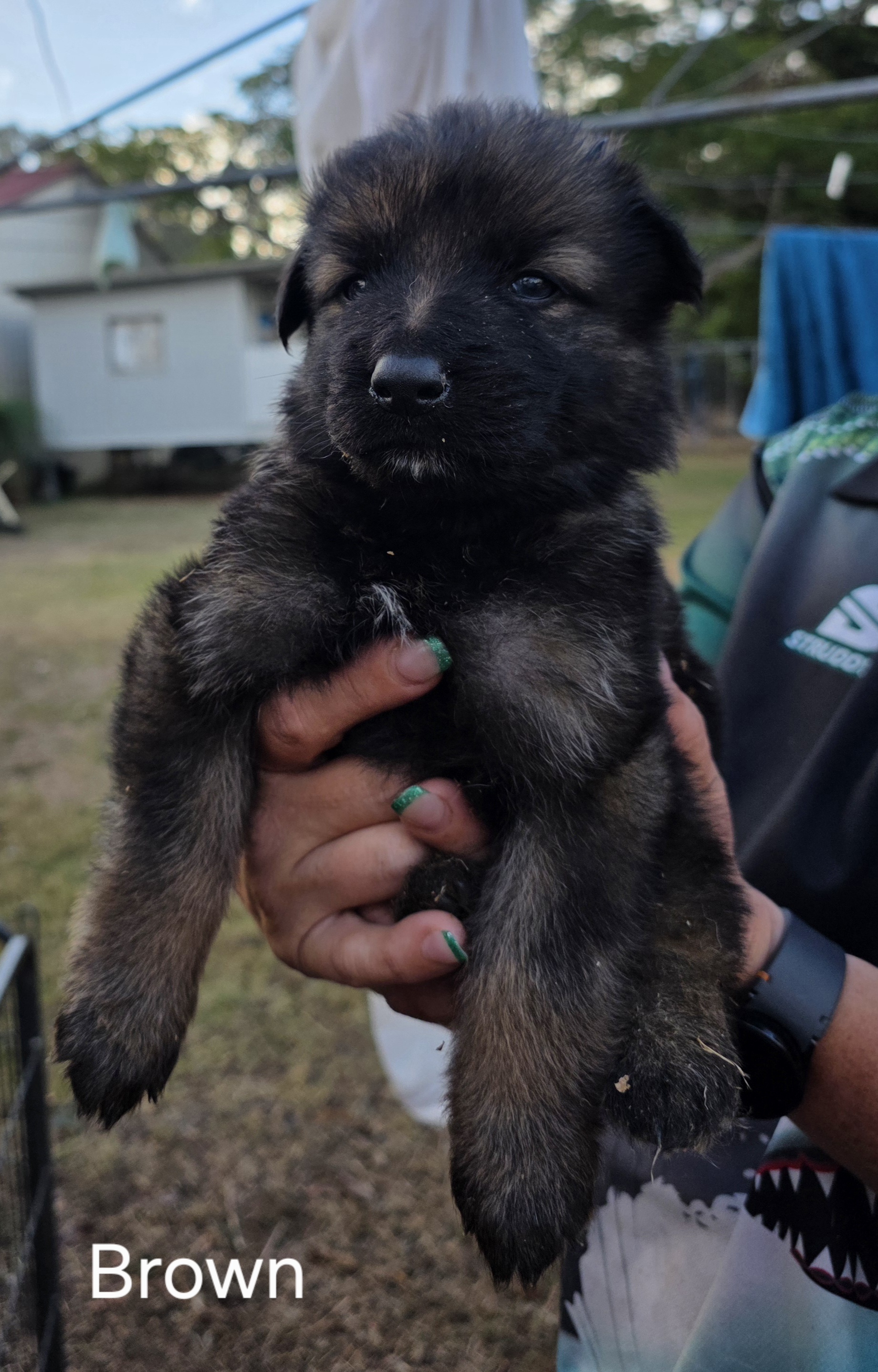 German Shepherd Puppies — photo 3
