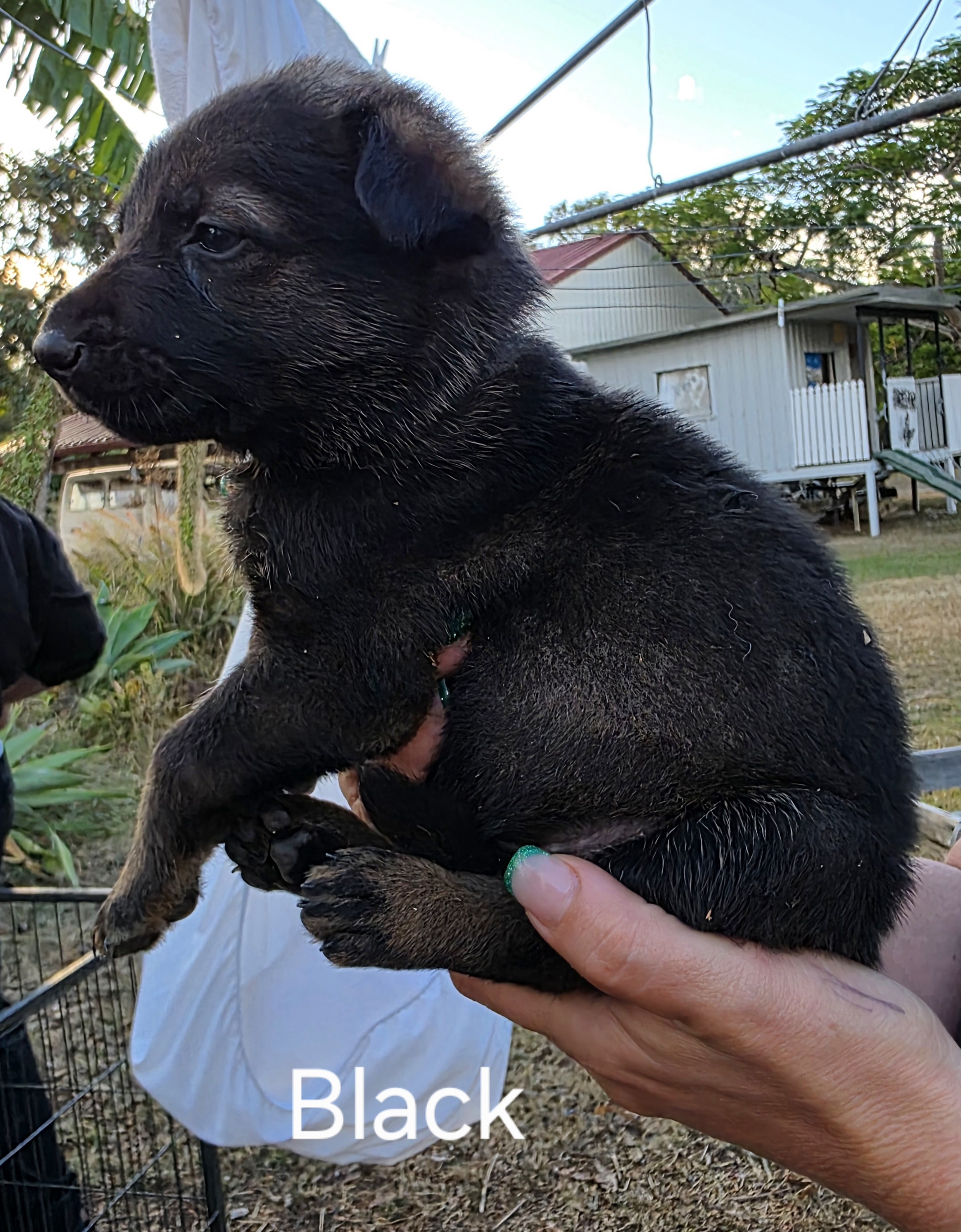 German Shepherd Puppies — photo 5