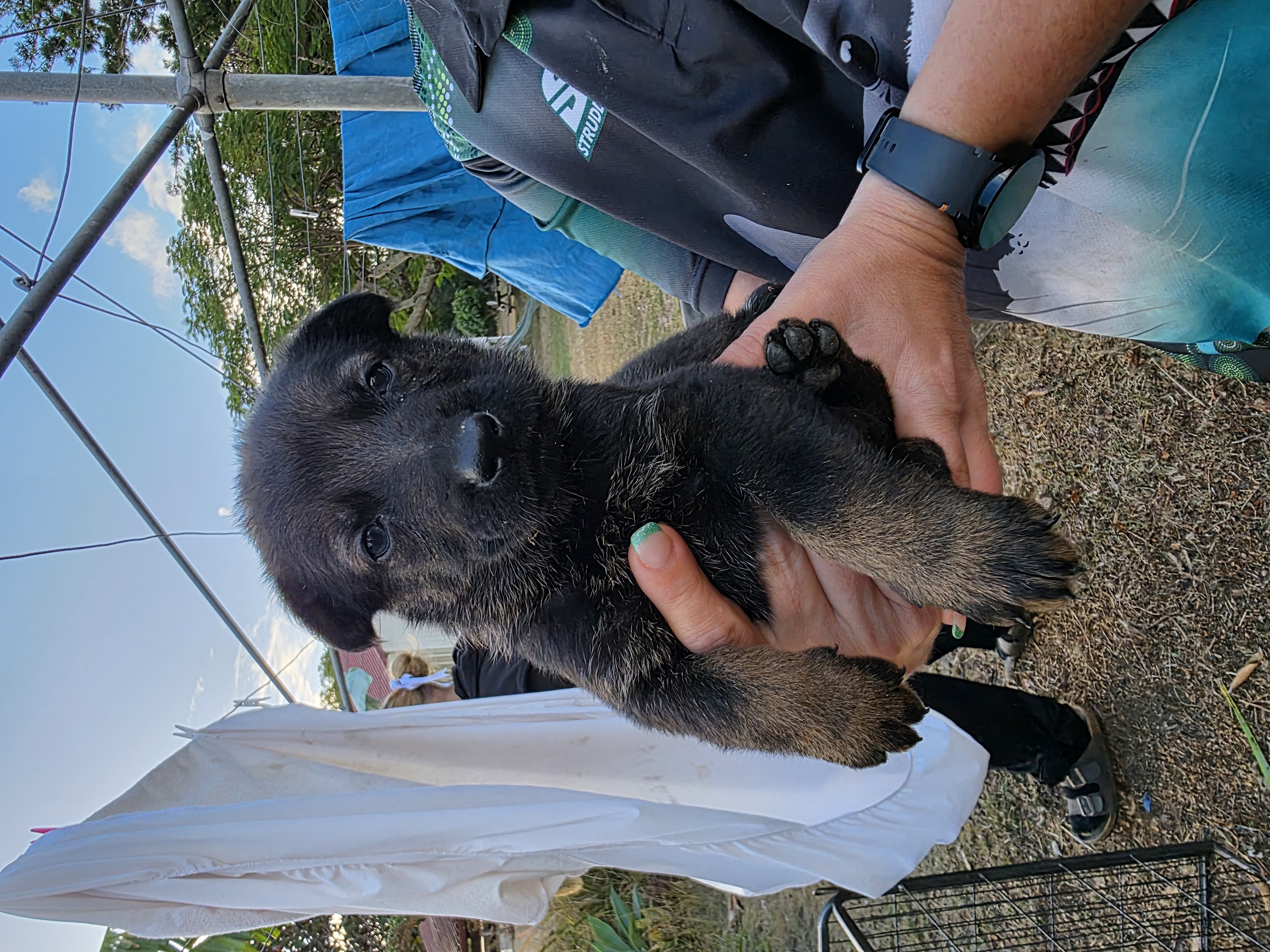 German Shepherd Puppies — photo 8