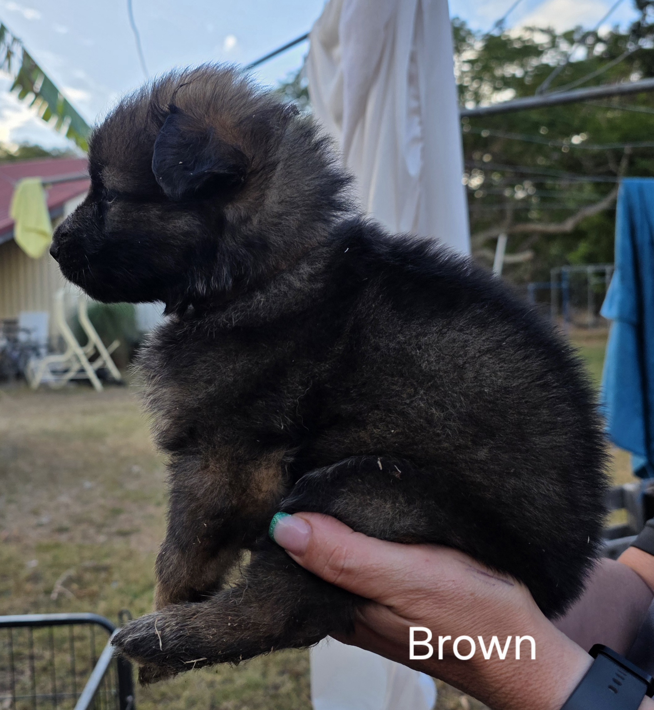 German Shepherd Puppies — photo 7