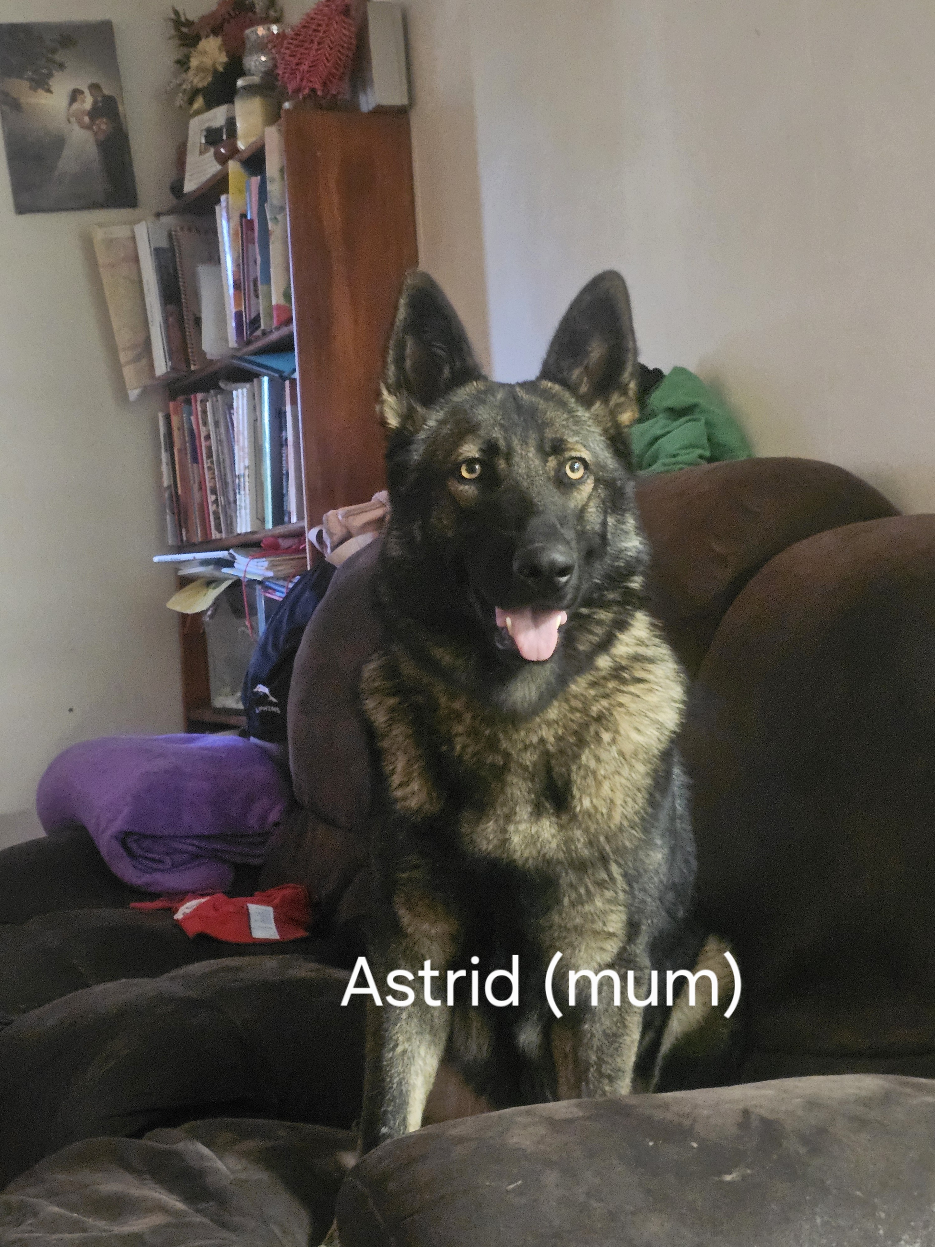 German Shepherd Puppies — photo 10