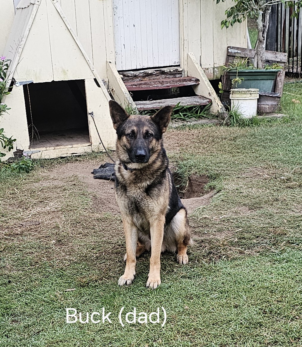 German Shepherd Puppies — photo 9