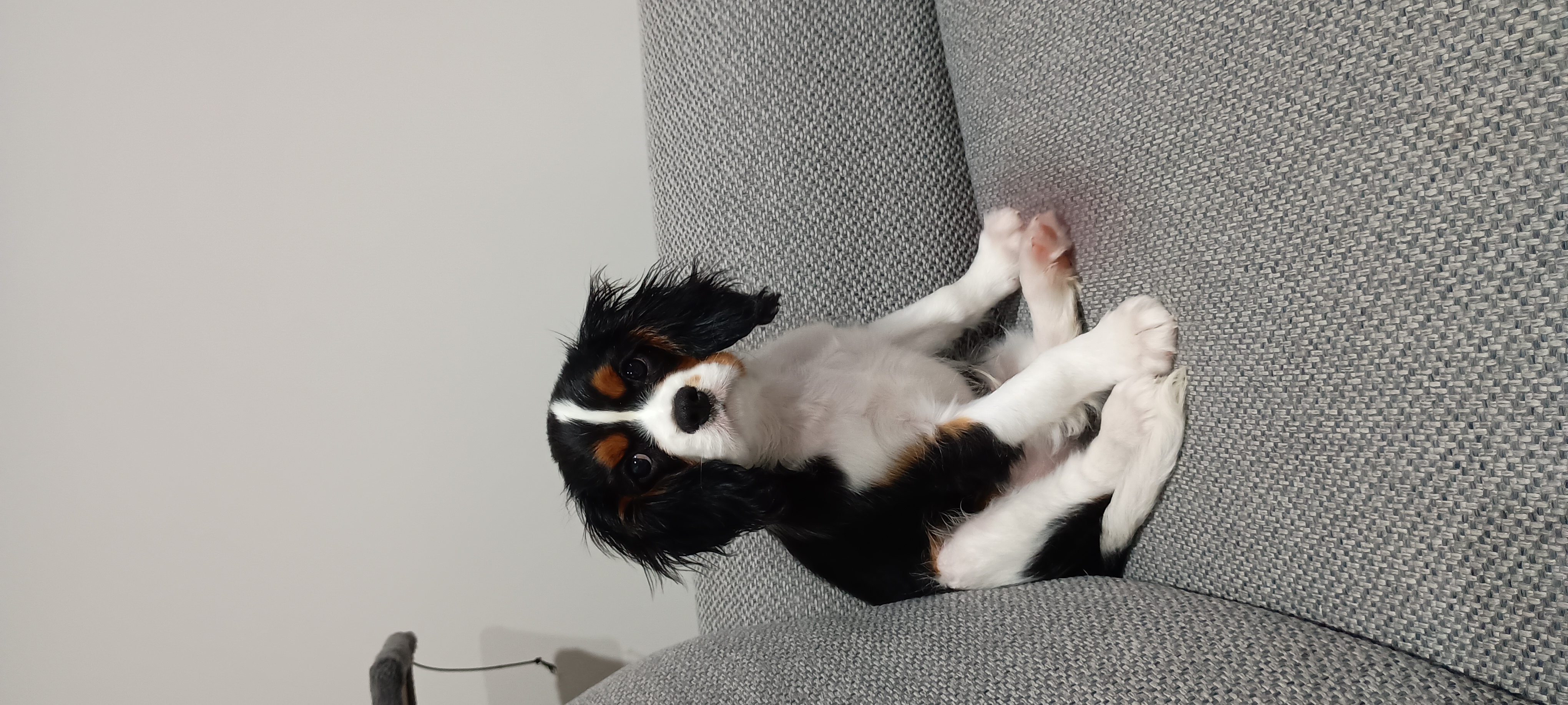 Cavalier King Charles Spaniel Puppy — photo 2
