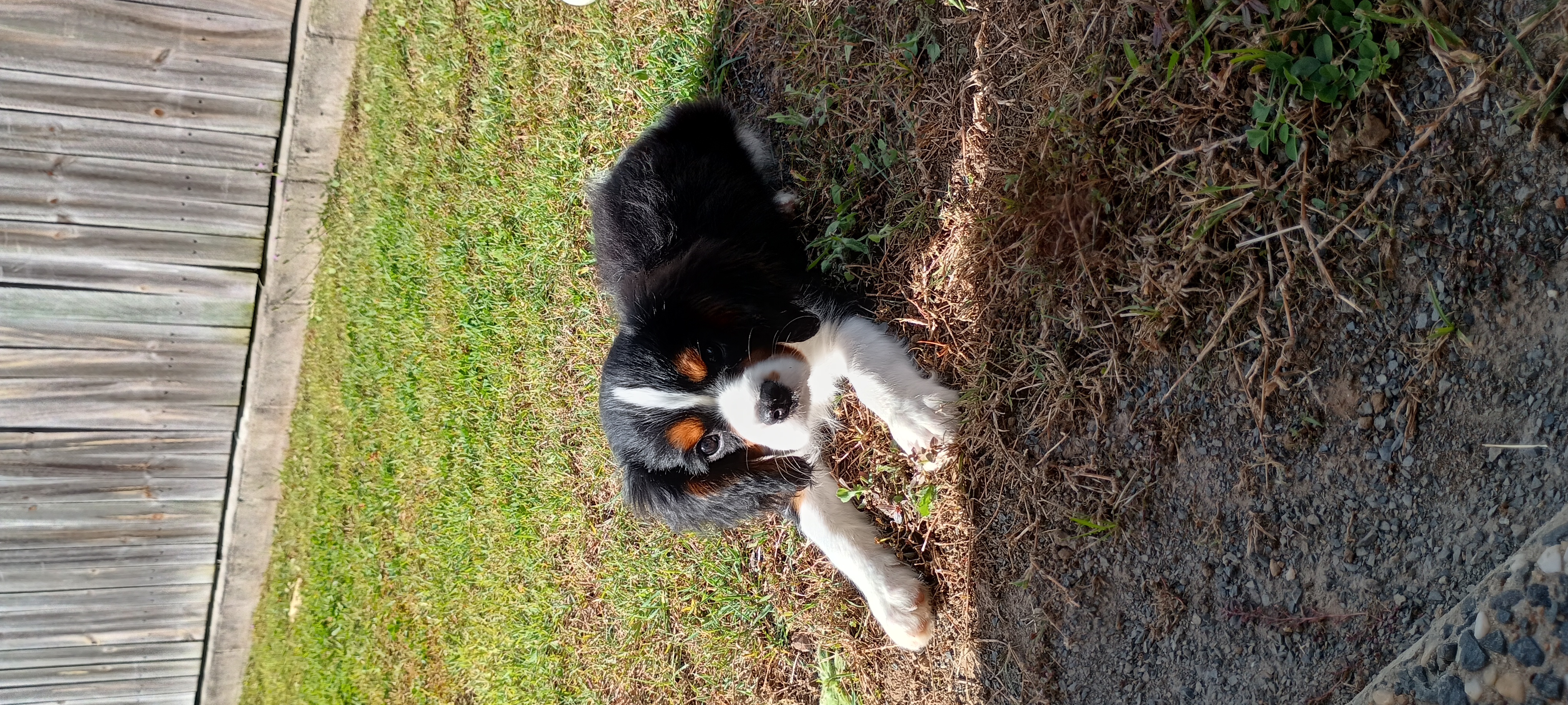 Cavalier King Charles Spaniel Puppy — photo 1