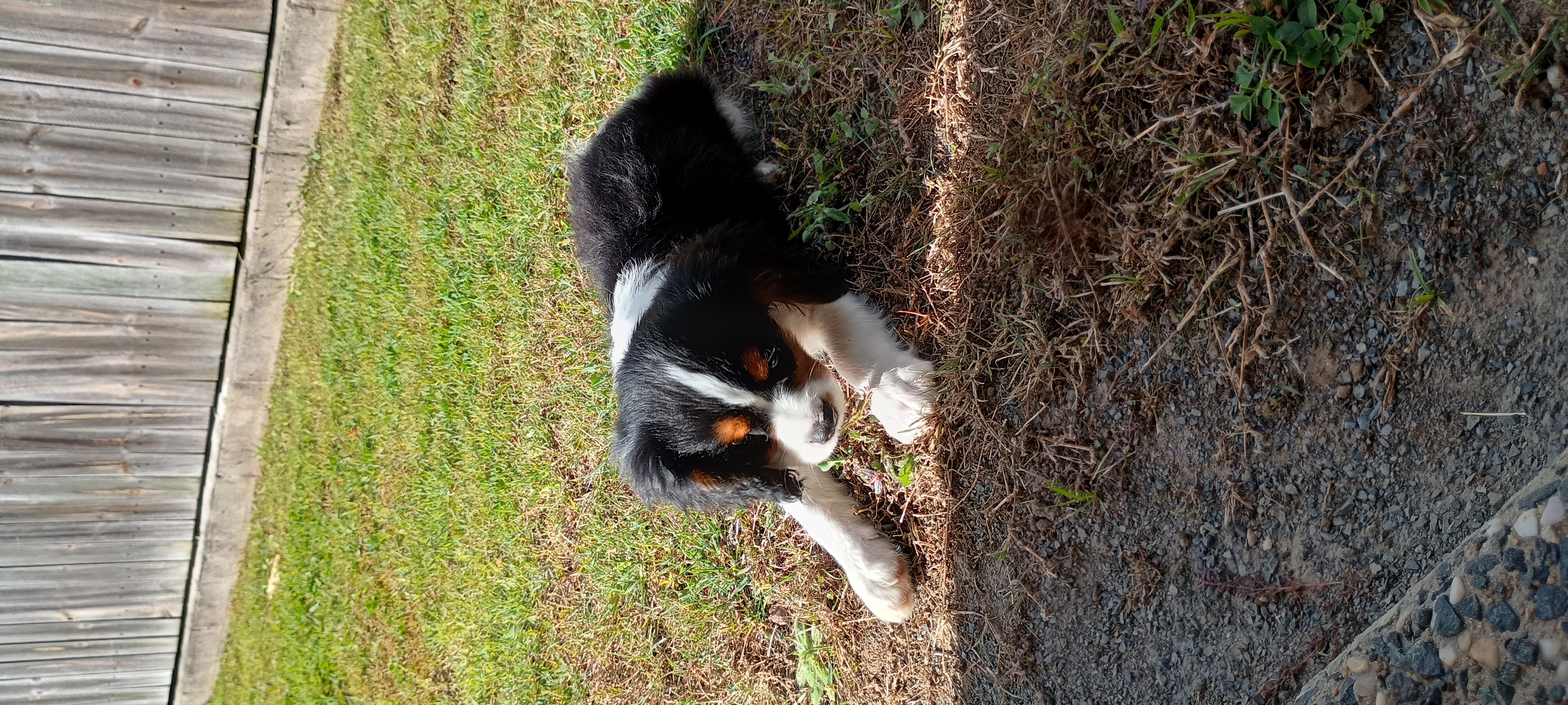 Cavalier King Charles Spaniel Puppy — photo 3
