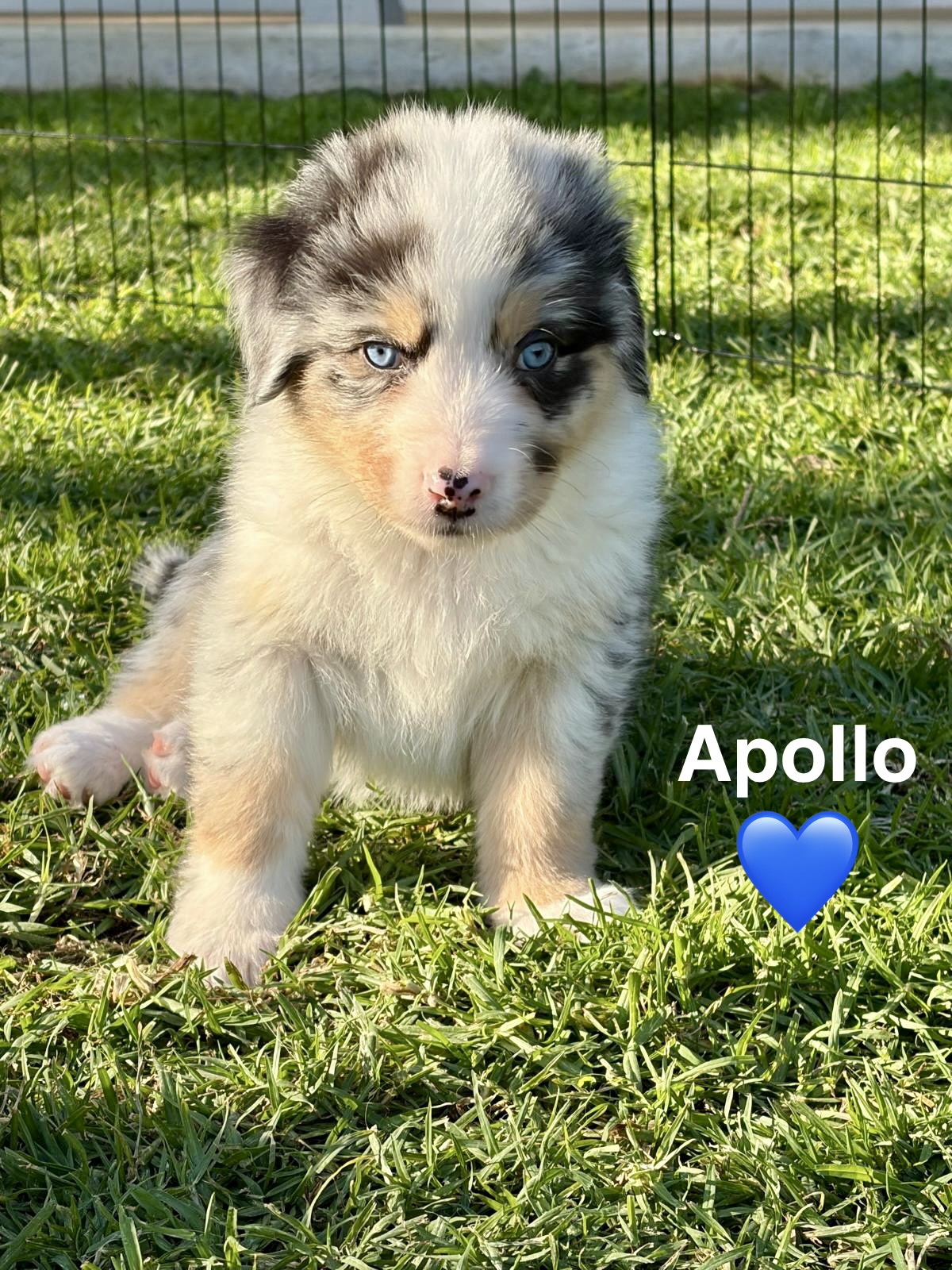 Australian Shepherd Puppies