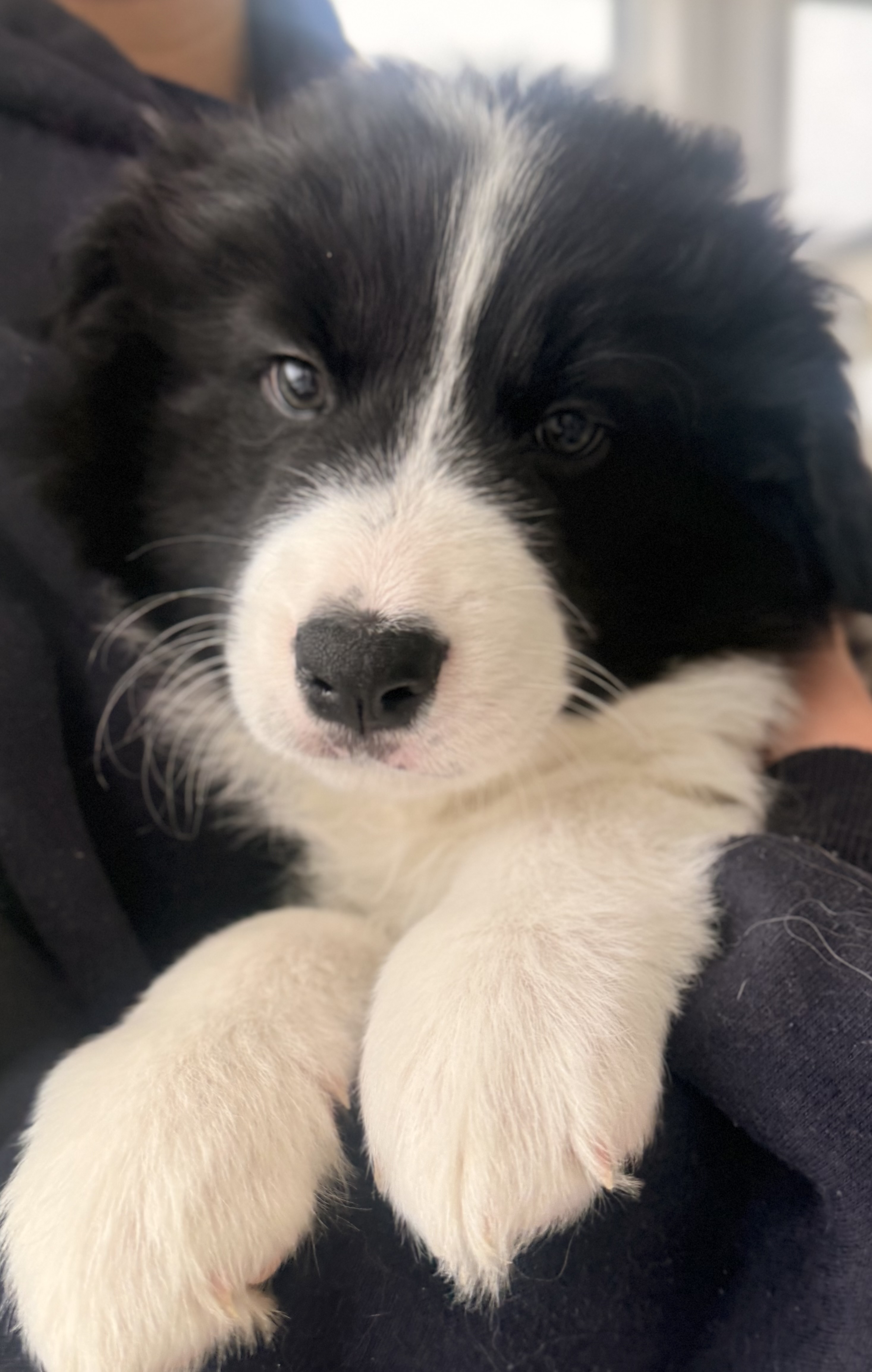 Divine Purebred Border Collie Puppies Available — photo 5