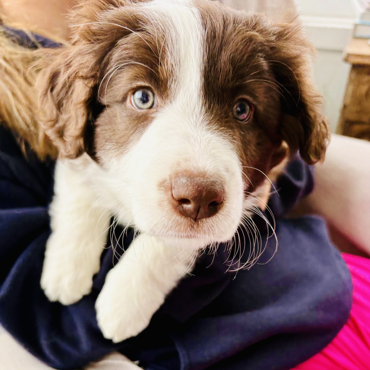 Divine Purebred Border Collie Puppies Available — photo 2