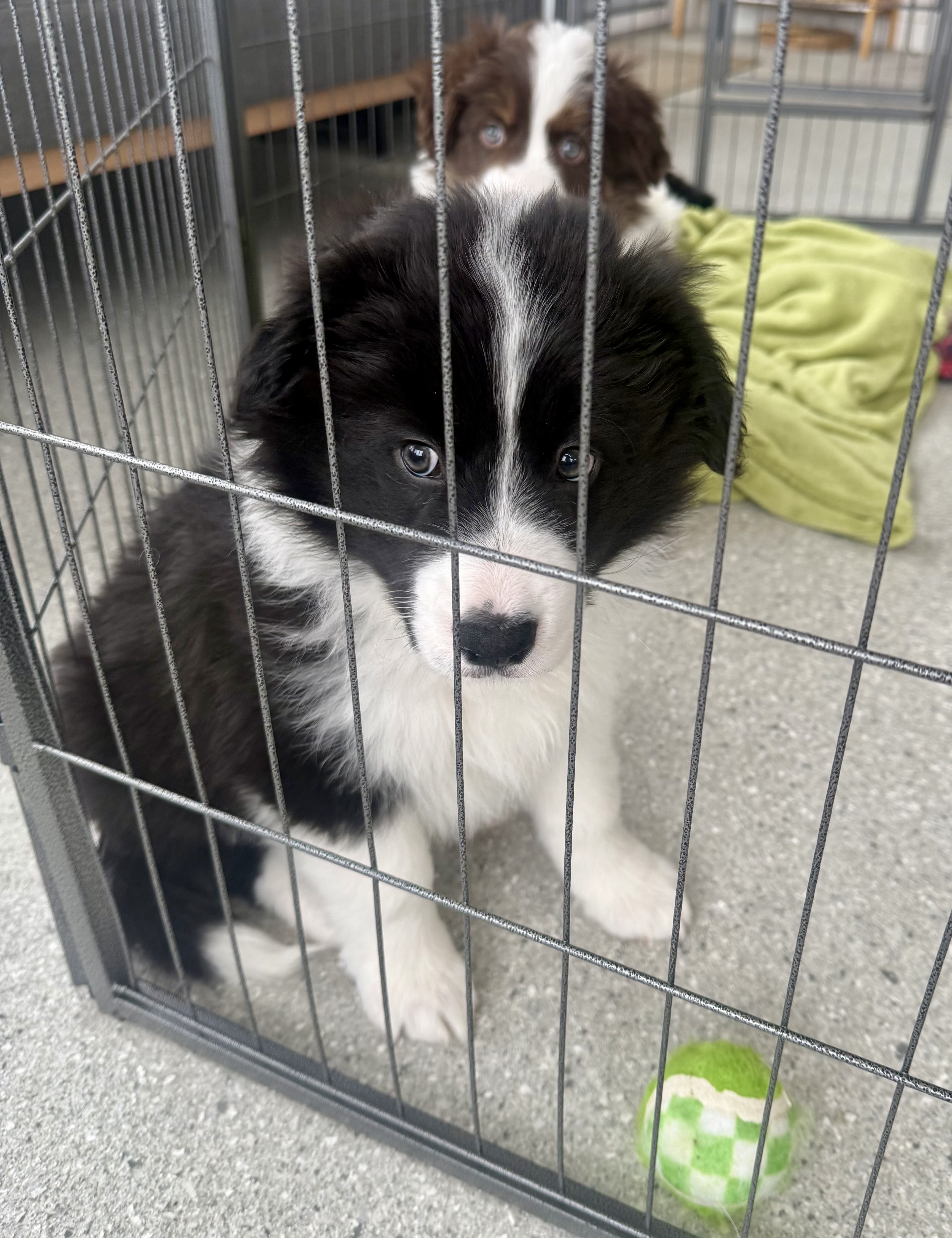 Divine Purebred Border Collie Puppies Available — photo 8