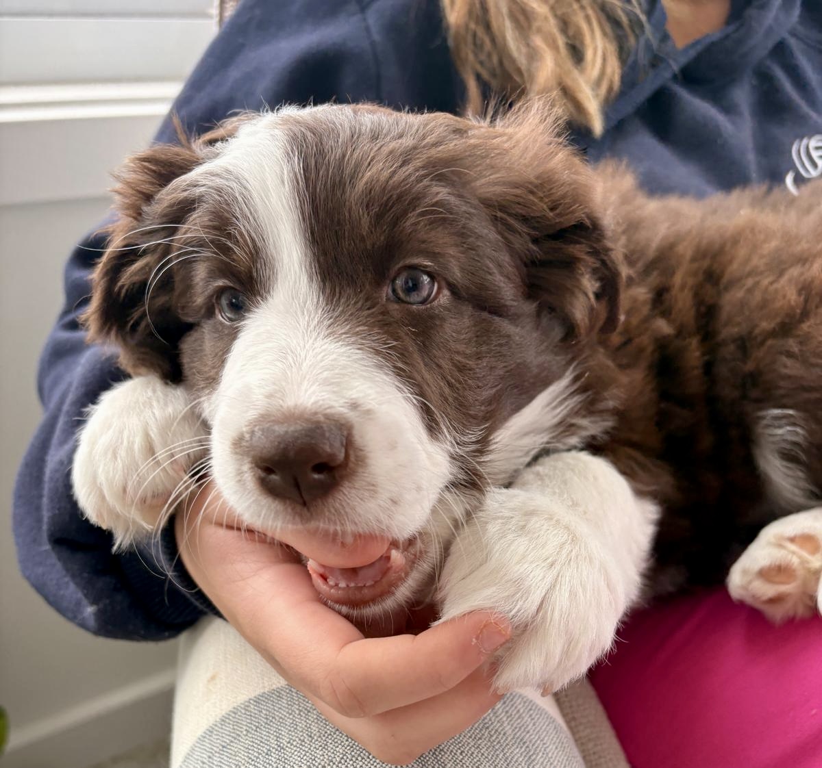 Divine Purebred Border Collie Puppies Available — photo 1