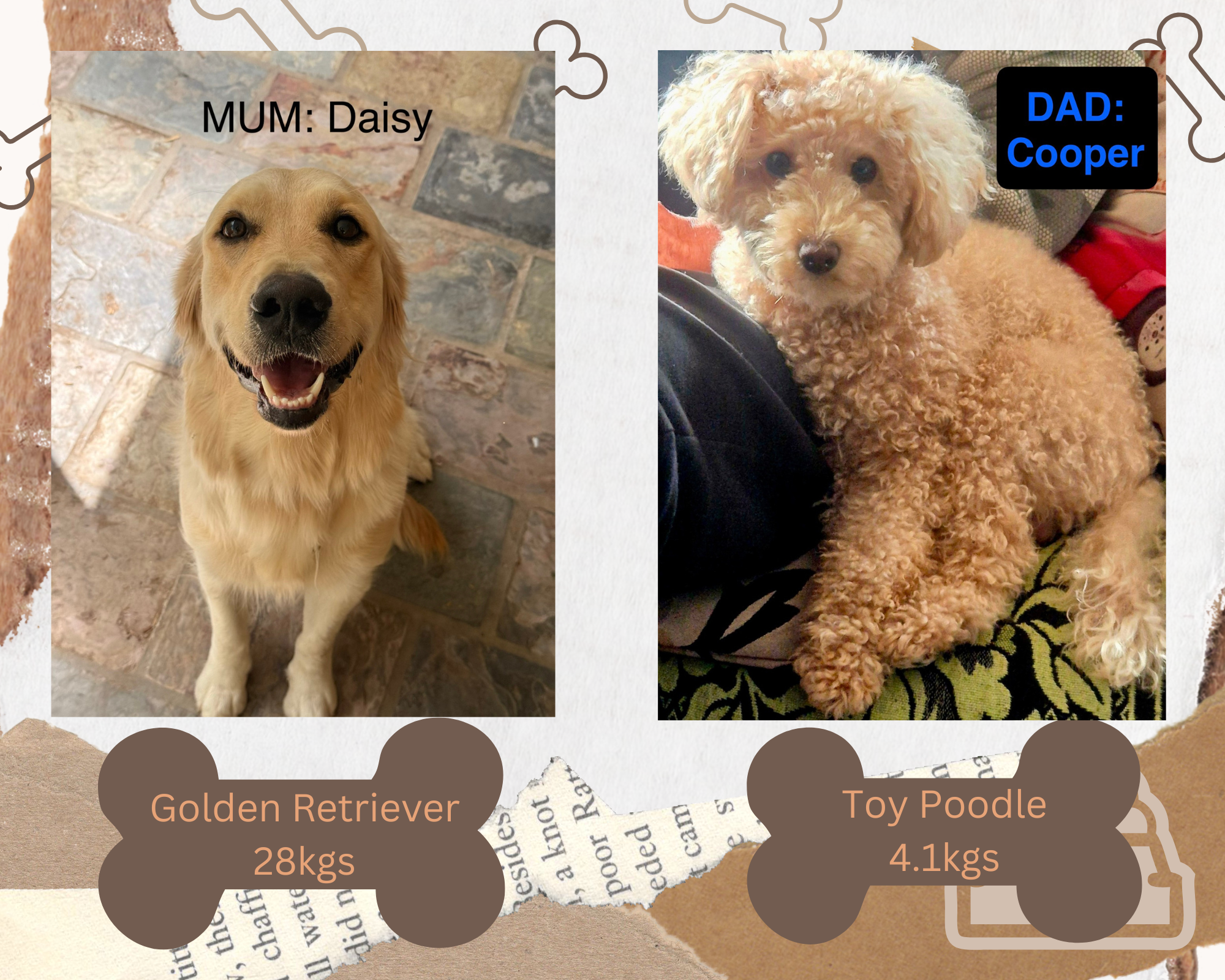 Mini Groodle Puppies – Golden Retriever x Toy Poodle