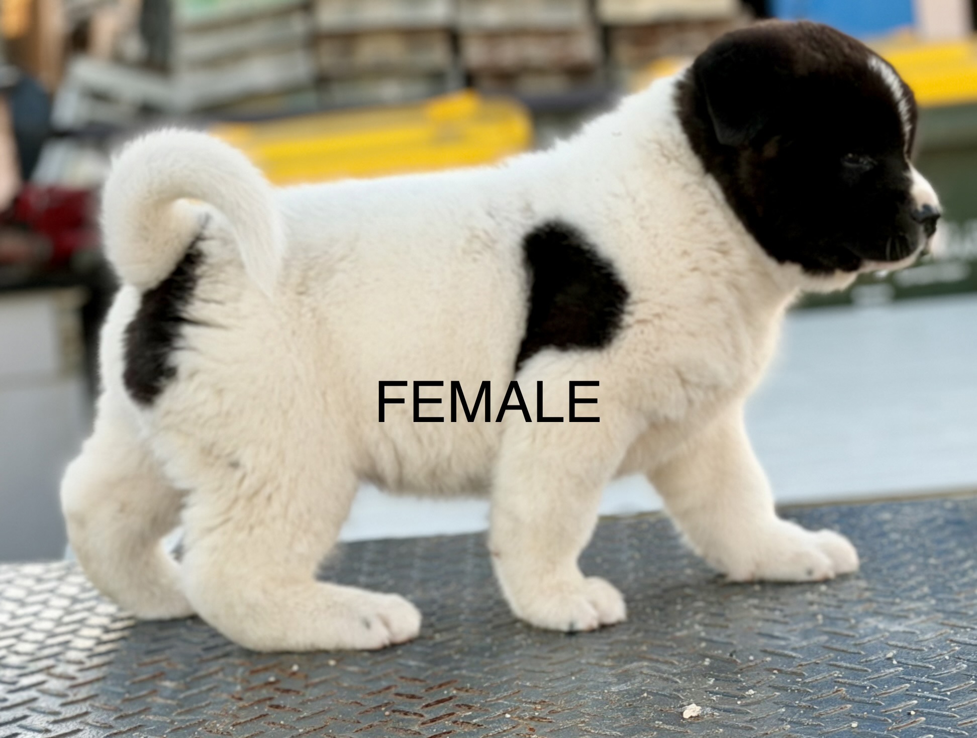 Akita Puppies purebred
