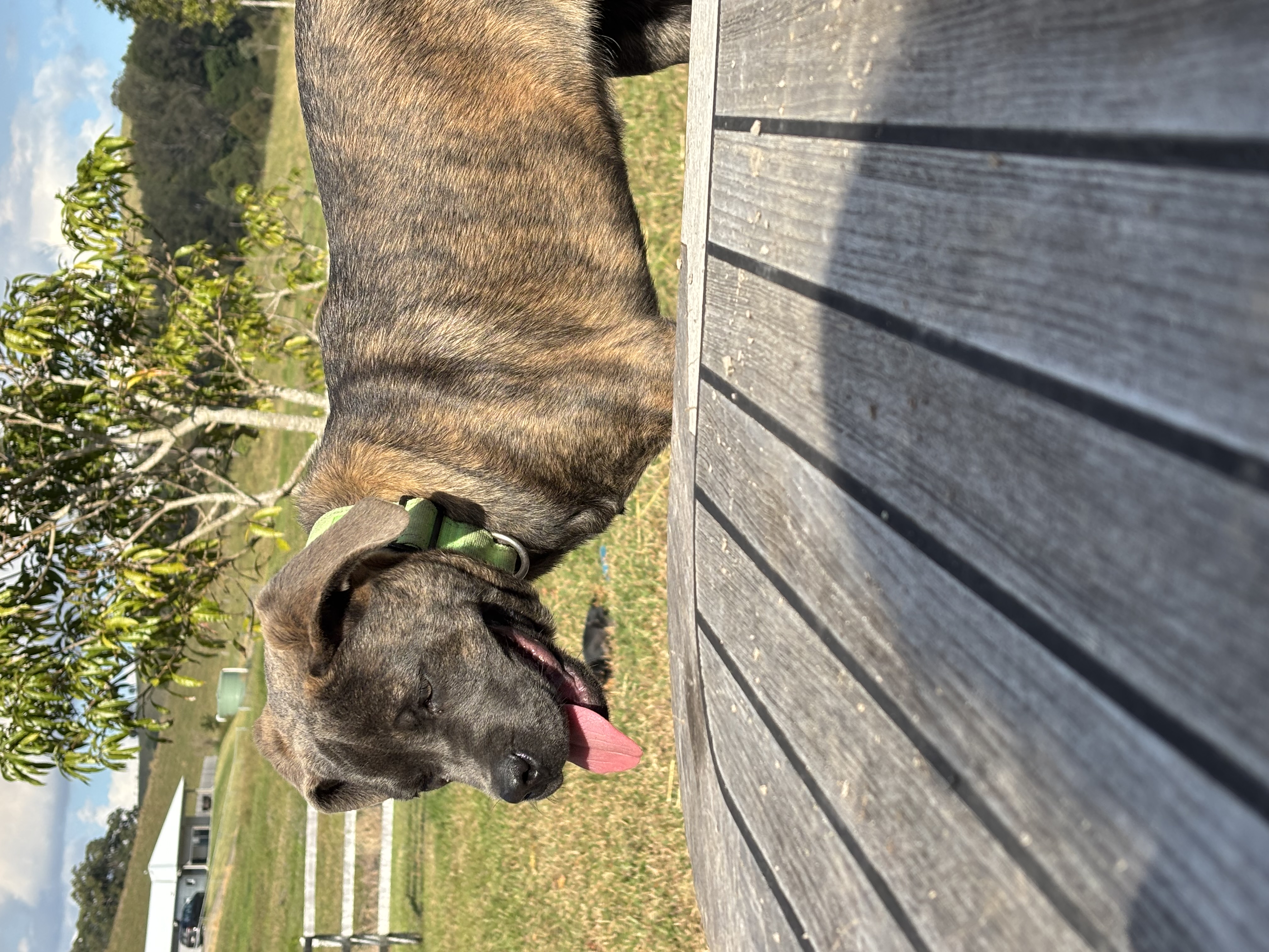 Amazing 6 month old pups available — photo 2