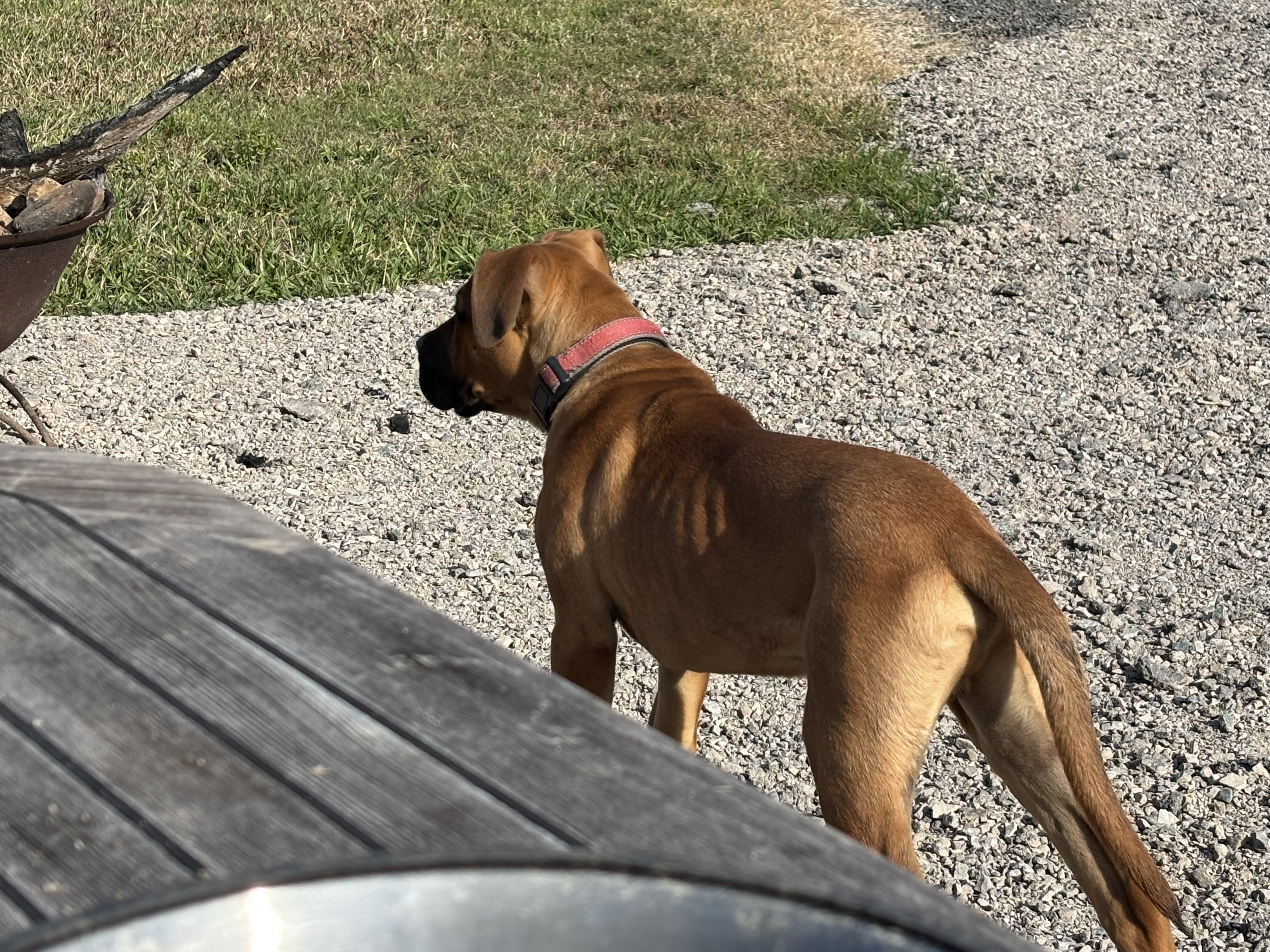 Amazing 6 month old pups available — photo 3