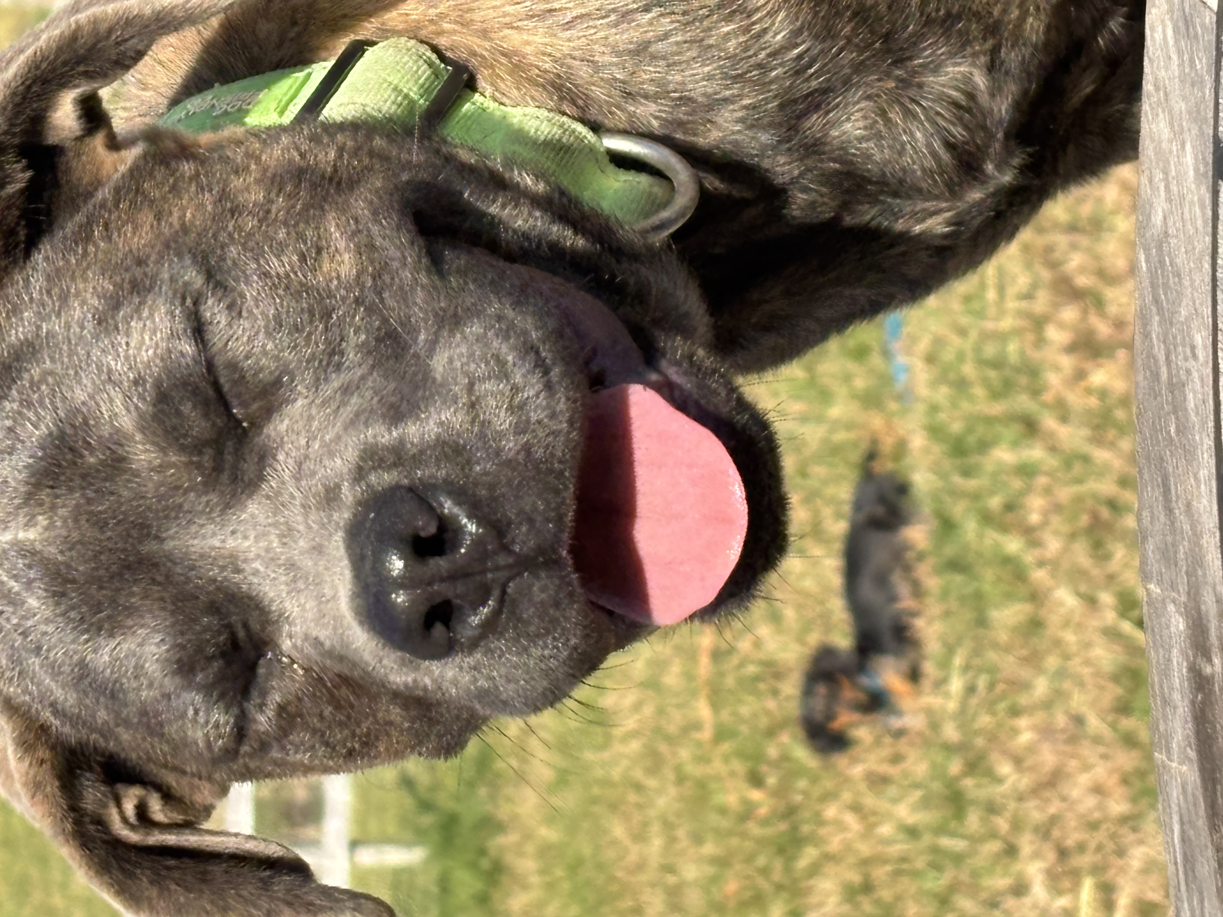 Amazing 6 month old pups available — photo 1