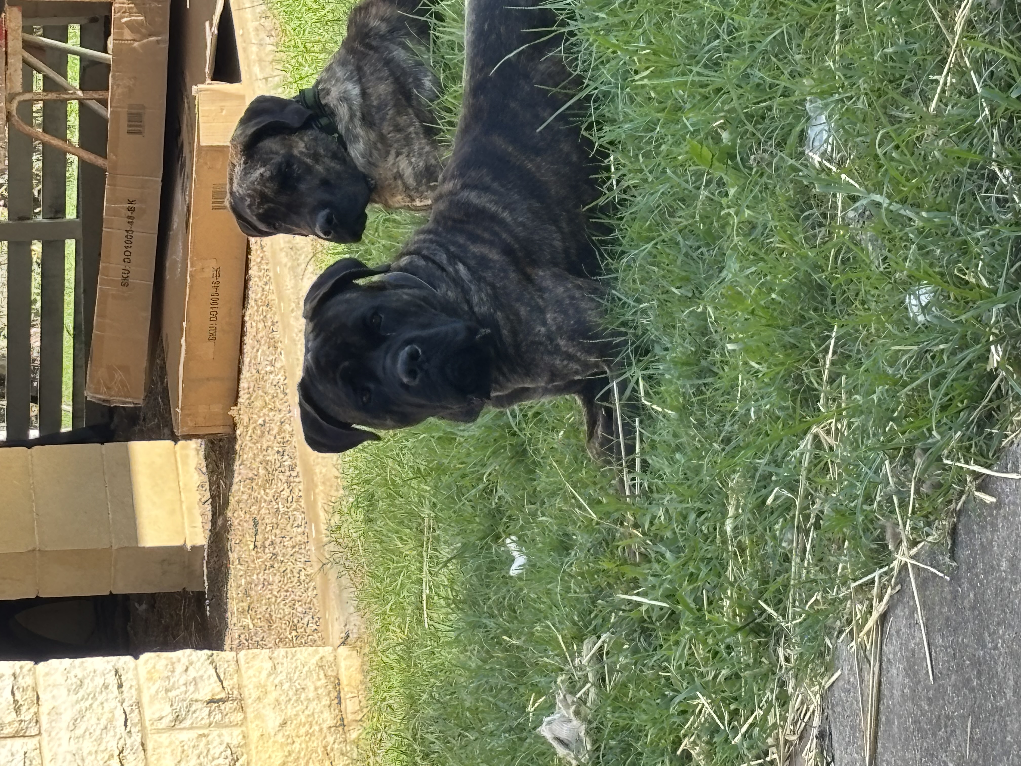 Father — Dandy — photo 1 of 2