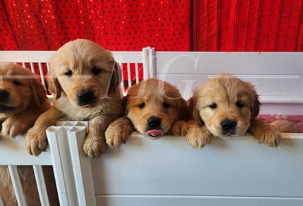 A SPECTACULAR NEW LITTER OF PUREBRED GOLDIES *_* — photo 2