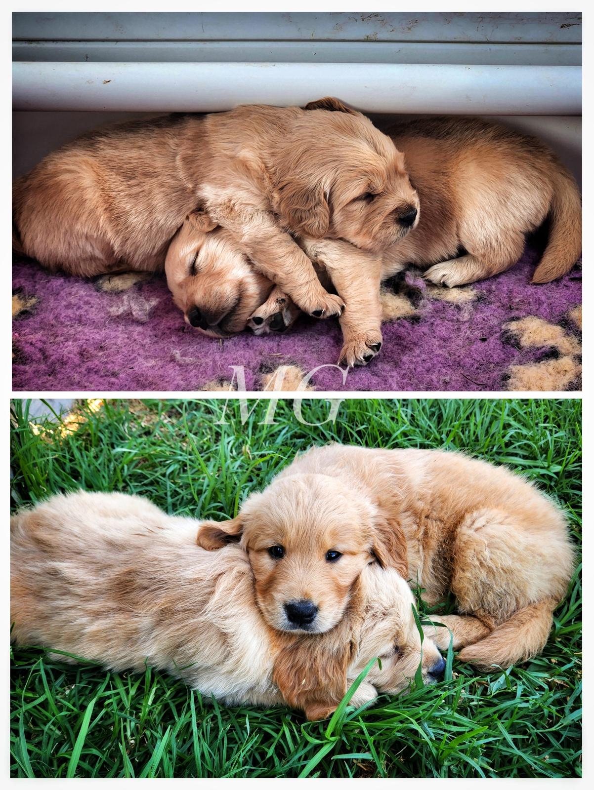 A SPECTACULAR NEW LITTER OF PUREBRED GOLDIES *_* — photo 3