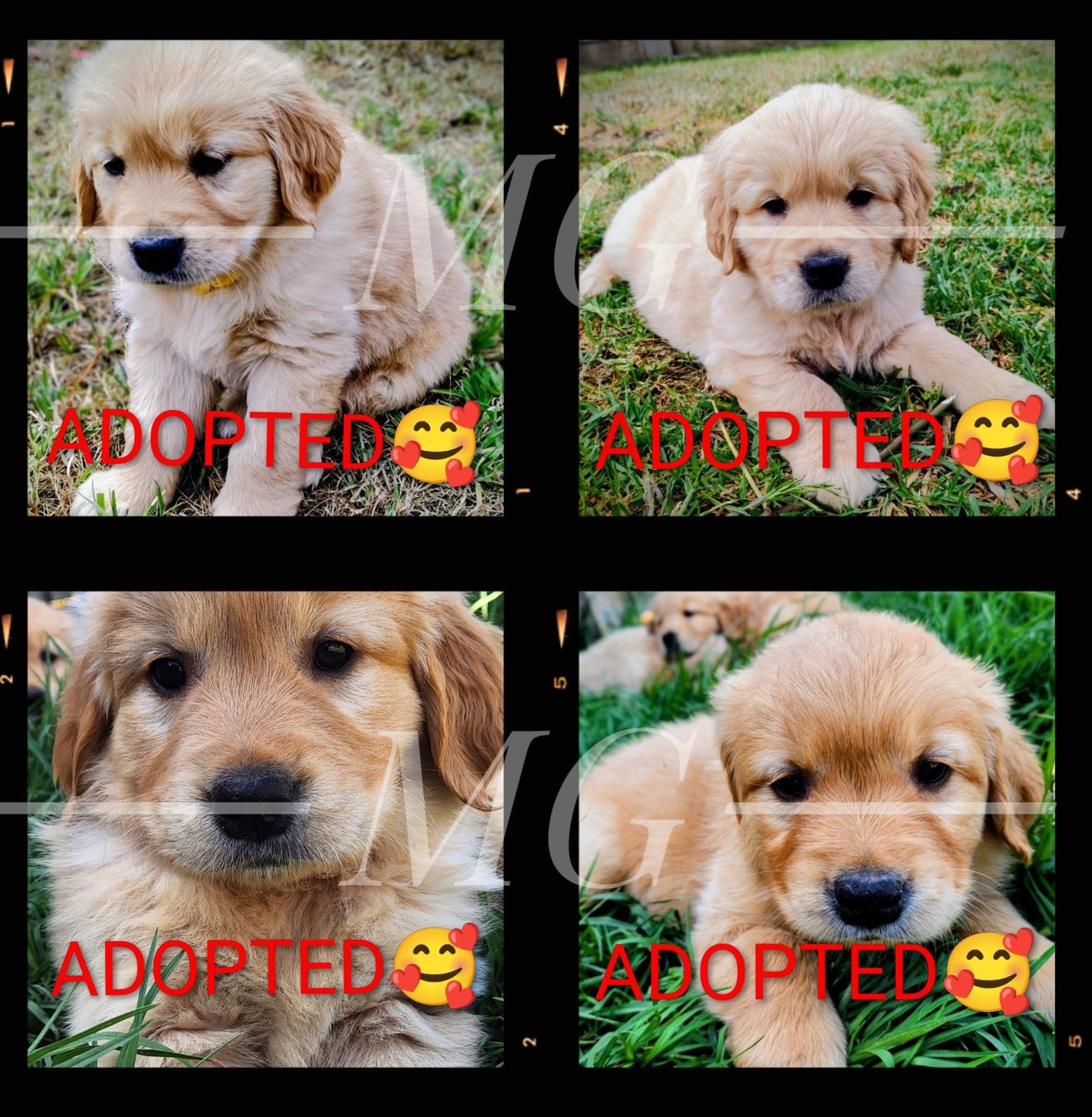 A SPECTACULAR NEW LITTER OF PUREBRED GOLDIES *_* — photo 1